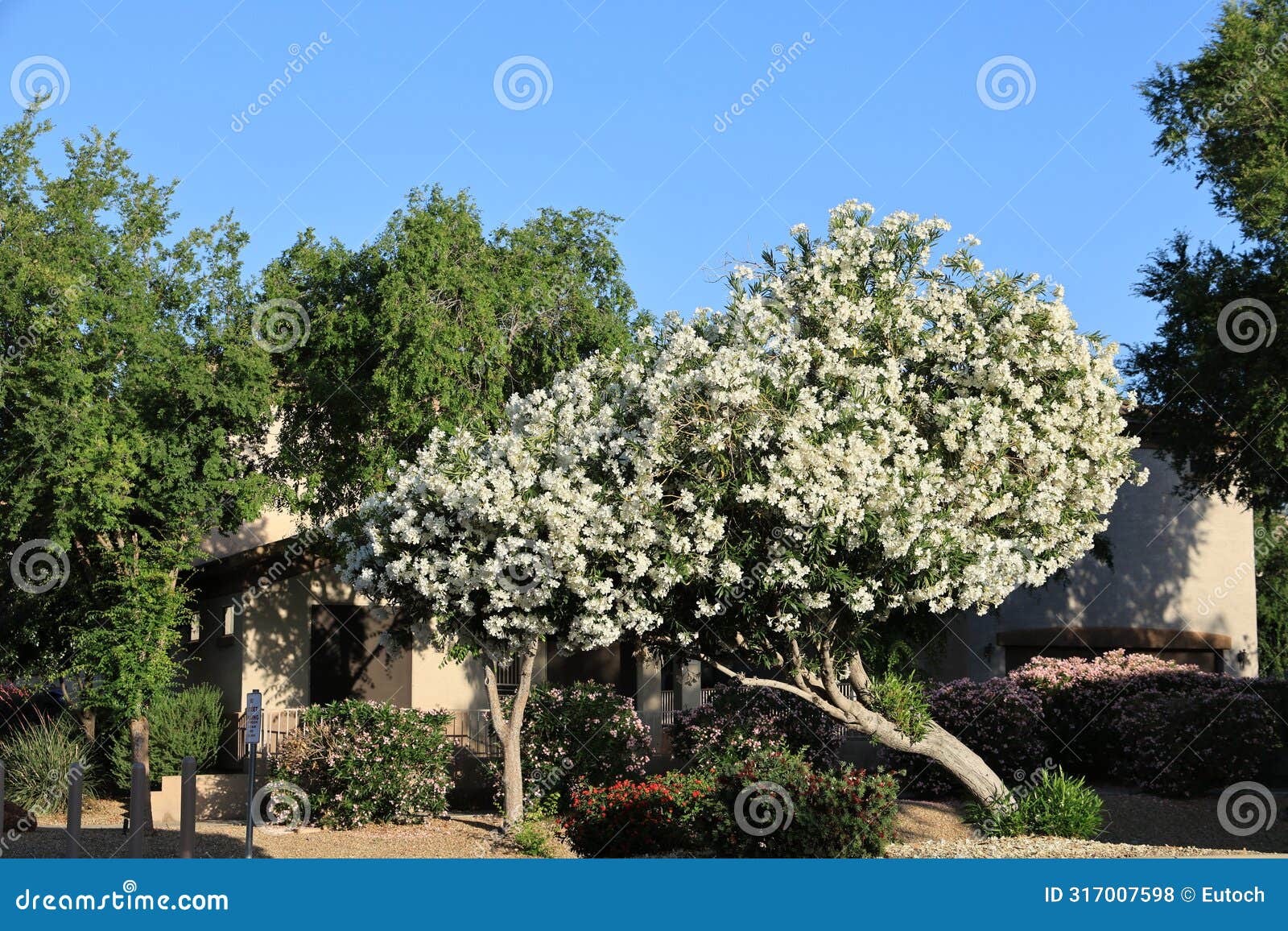white oleander in full bloom in arizona spring