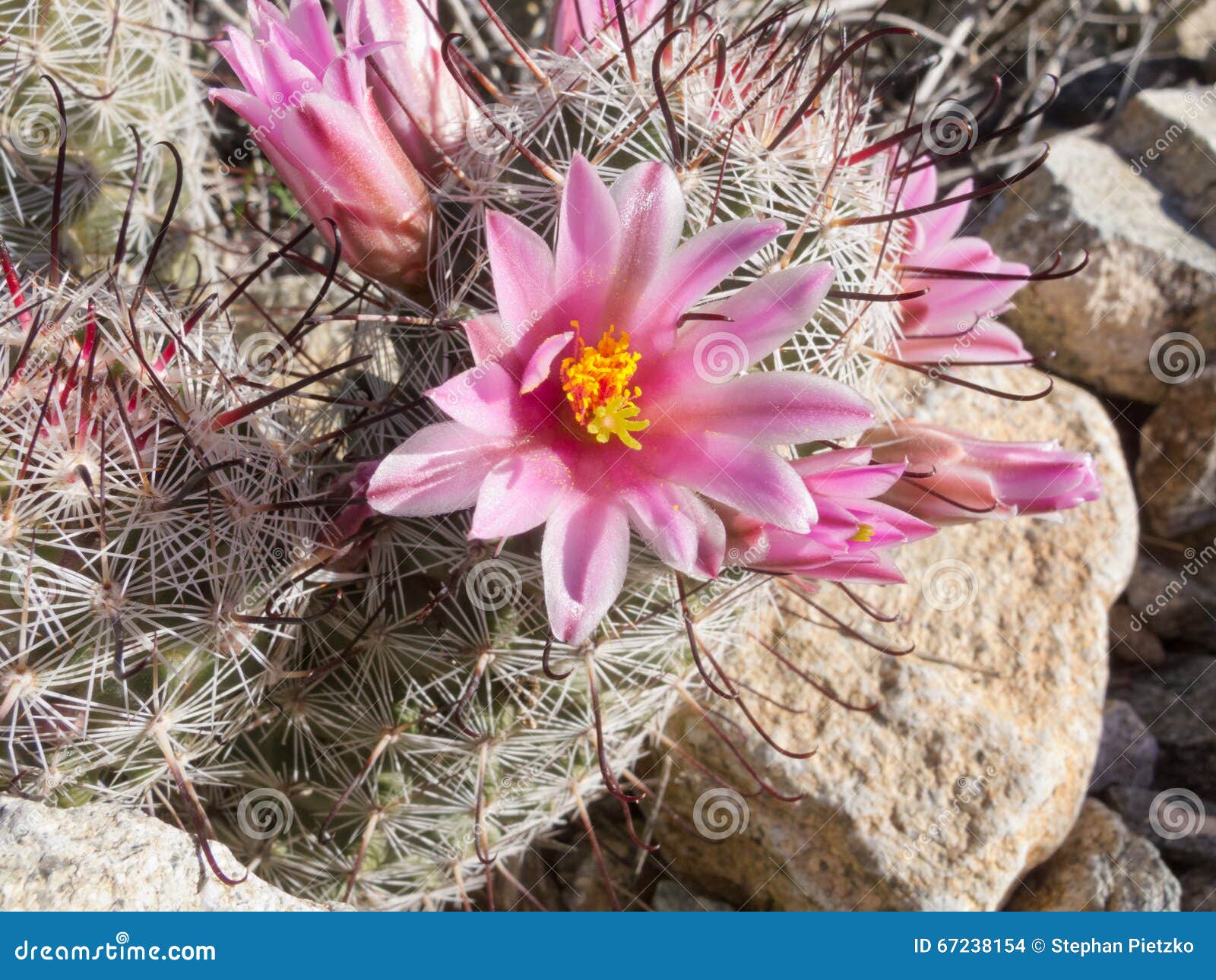 Fishhook Cactus: Pink Crown of Flowers