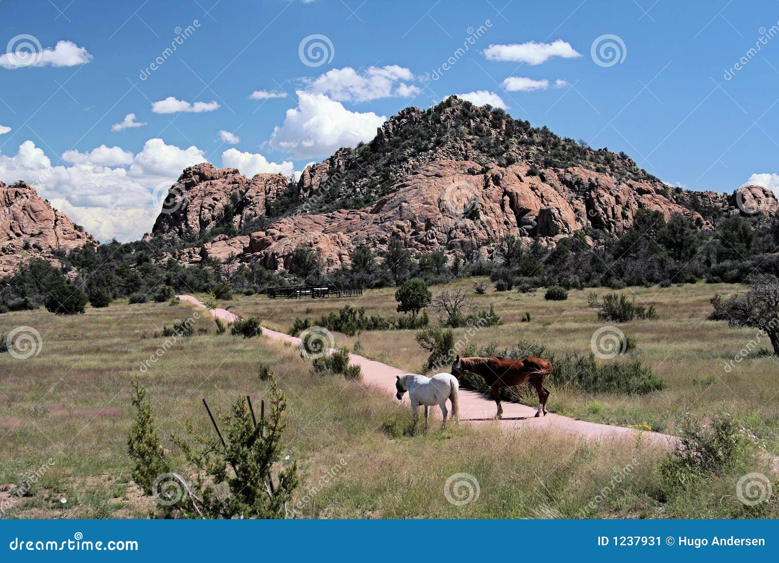 Arizona Horses stock image. Image of horses, blue, trees - 1237931
