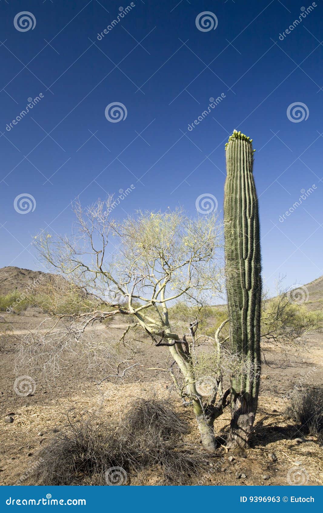 Arizona s Staples stock image. Image of desert, maintain 9396963