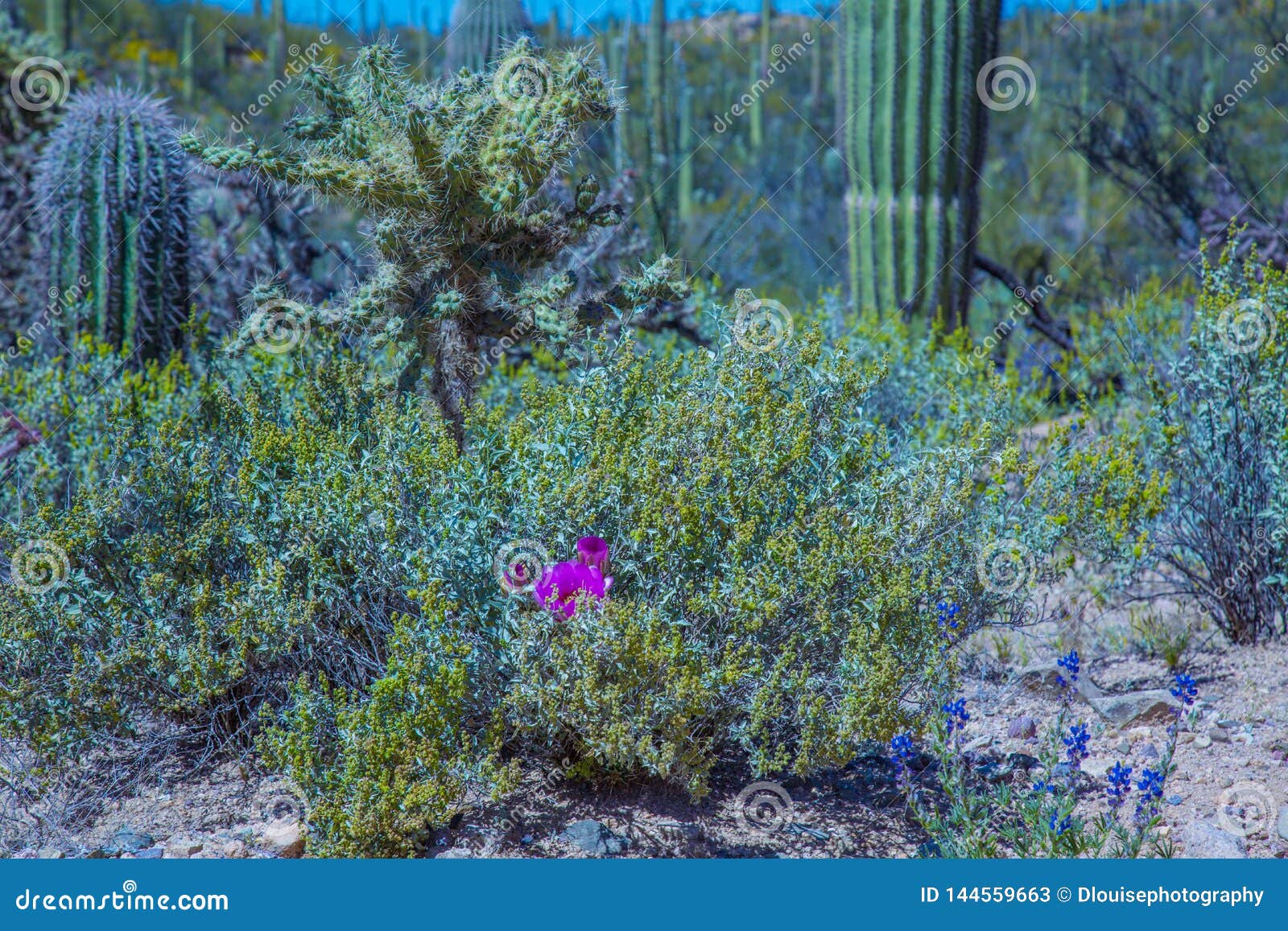 arizona saguaro national park wildflowers and cactus
