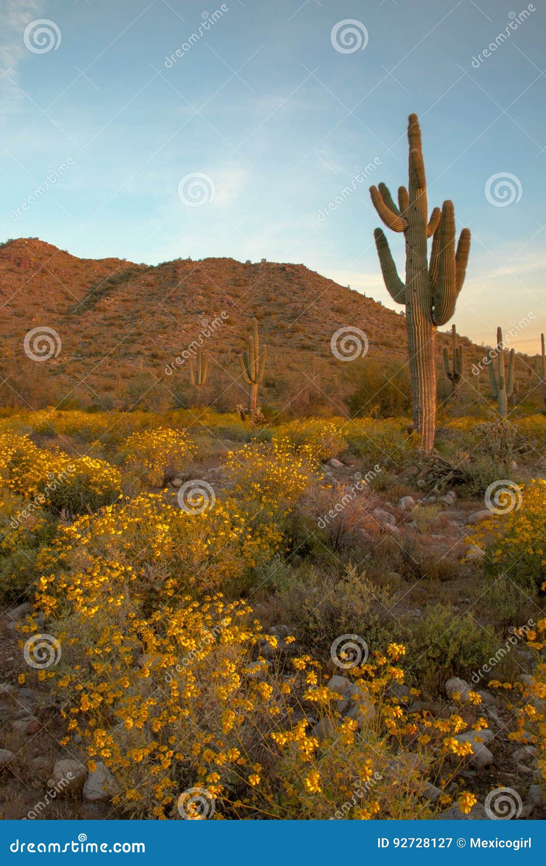 Arizona Saguaro stock image. Image of saguaro, wildflowers - 92728127