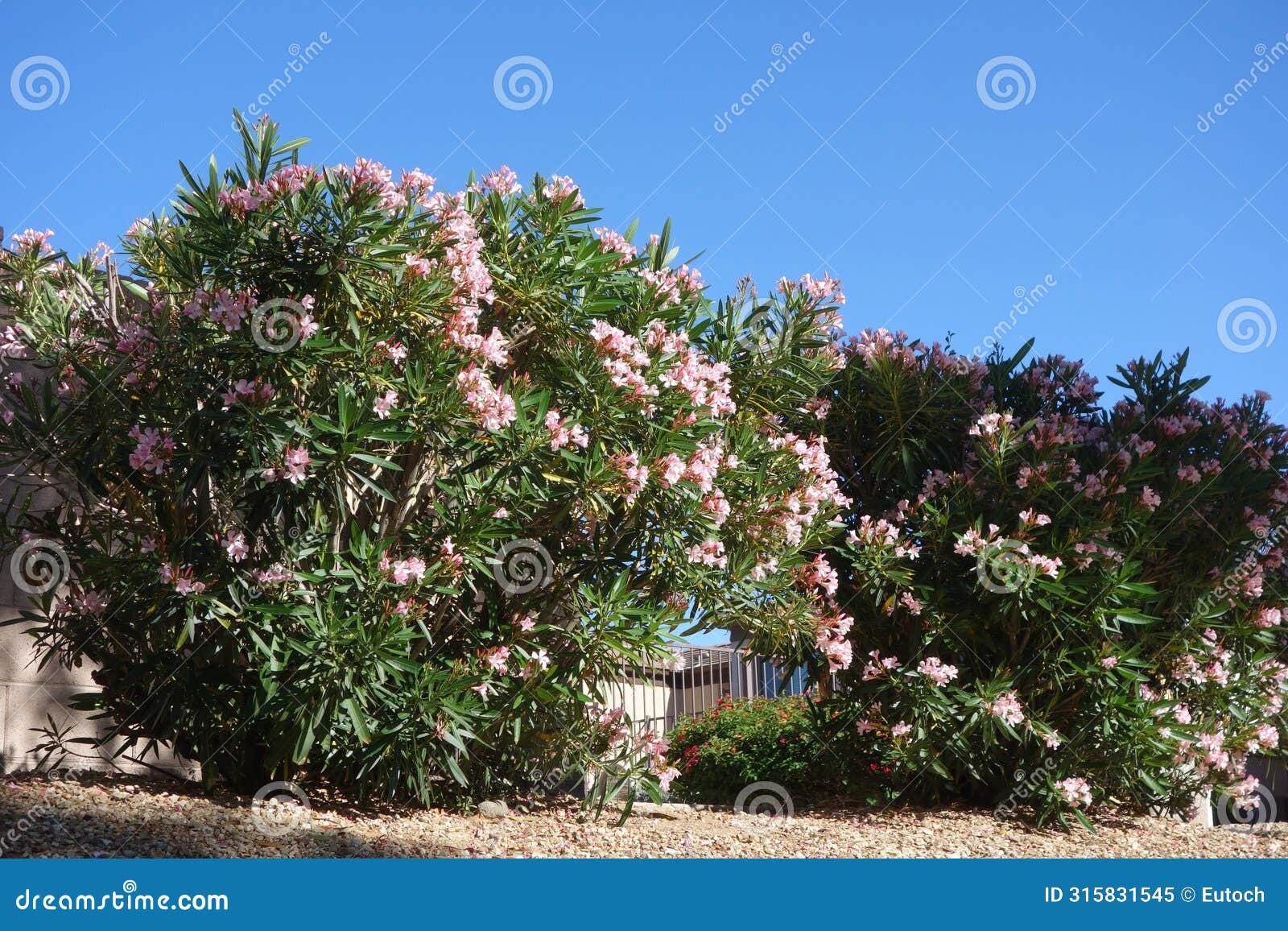 blooming pink oleander shrubs in informal hedge