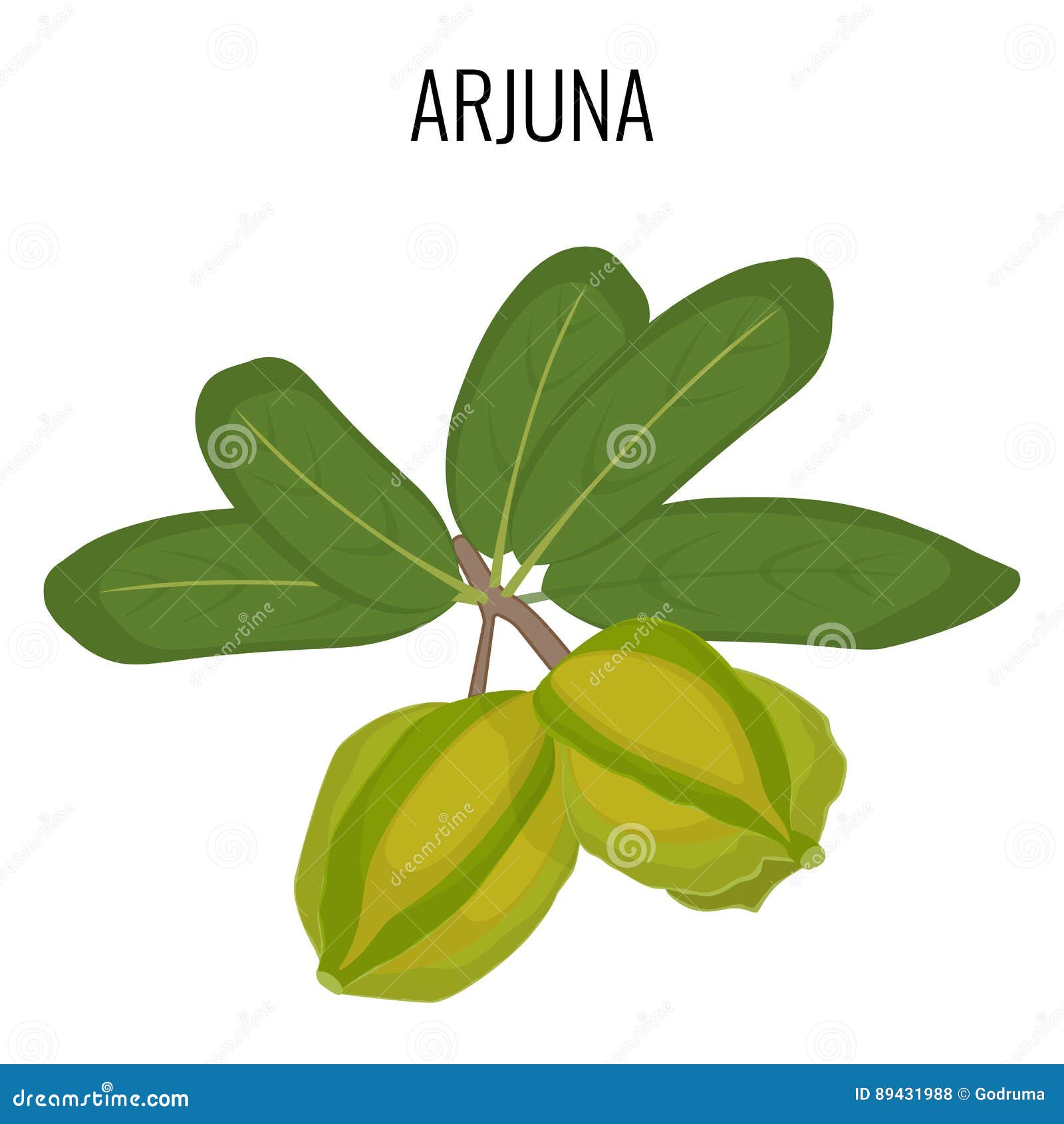 arjuna ayurvedic medicinal herb . white marudah  