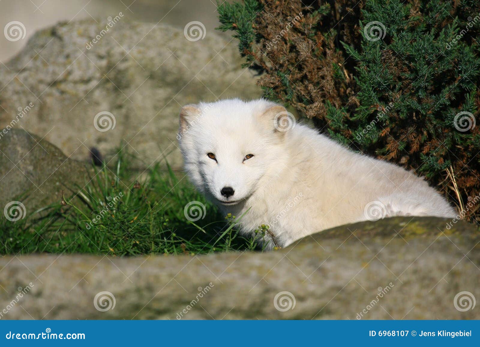 Arktyczny lis. Arktycznego lisa biały cudowny