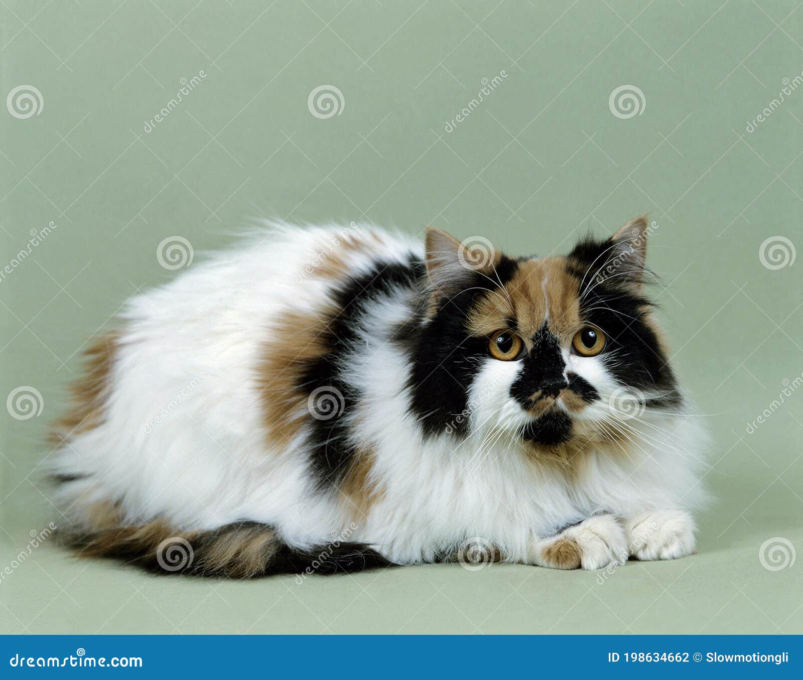 arlequin persian domestic cat laying against green background