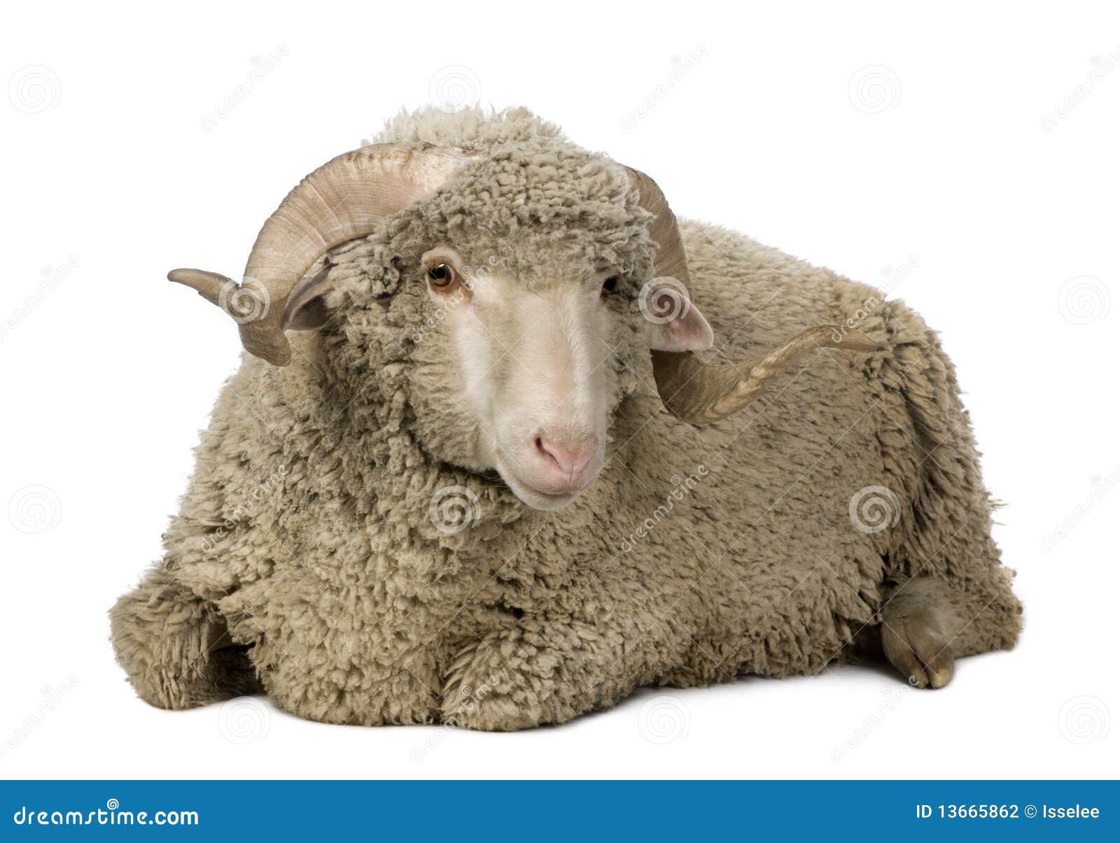 arles merino sheep, ram, 1 year old