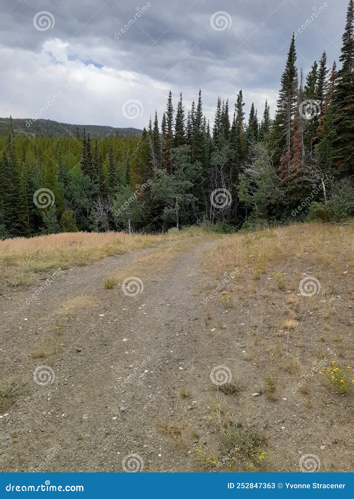 Arlington Wyoming Logging Trail Stock Image Image of wall, green