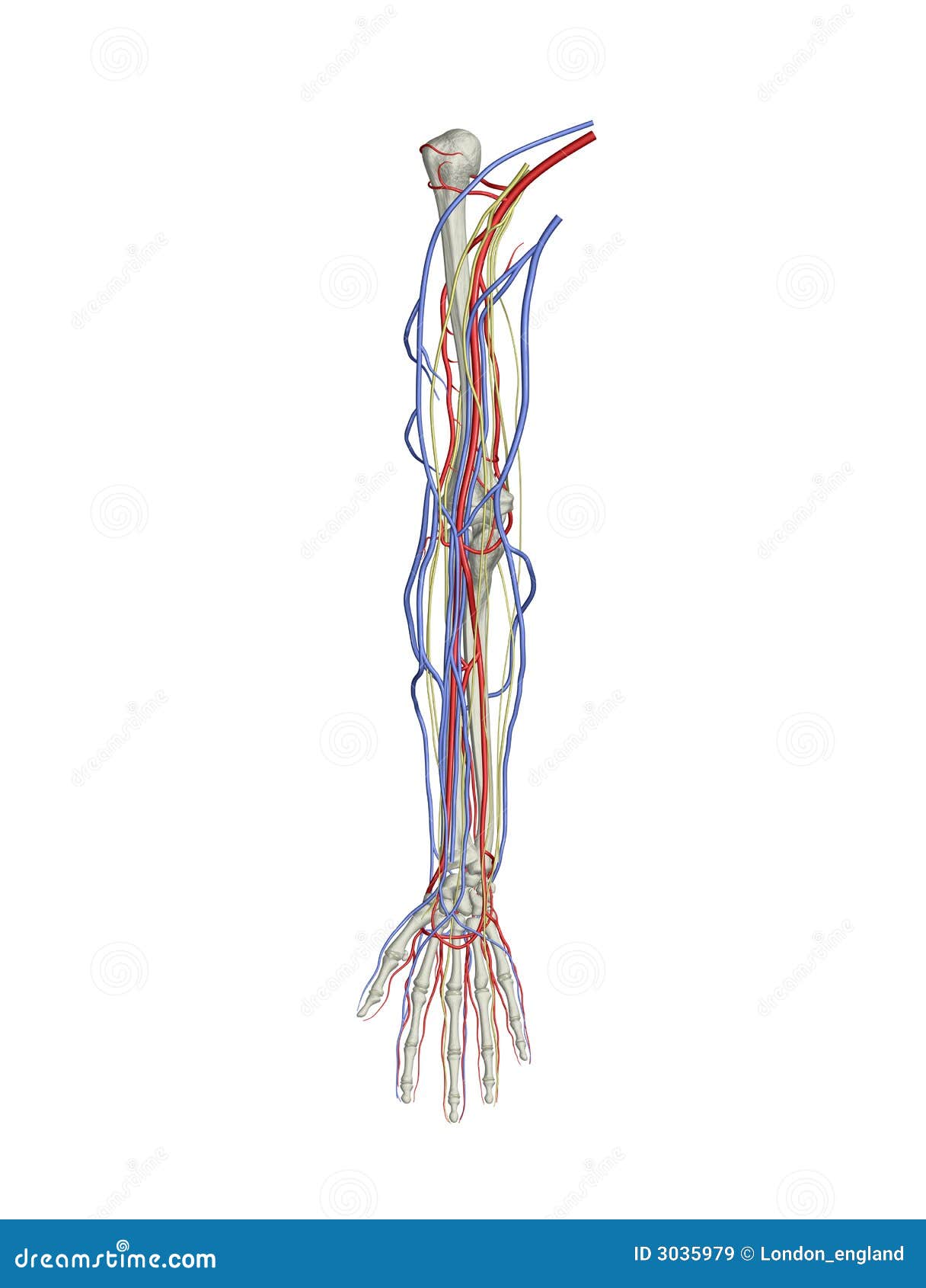 arm arteries veins nerves