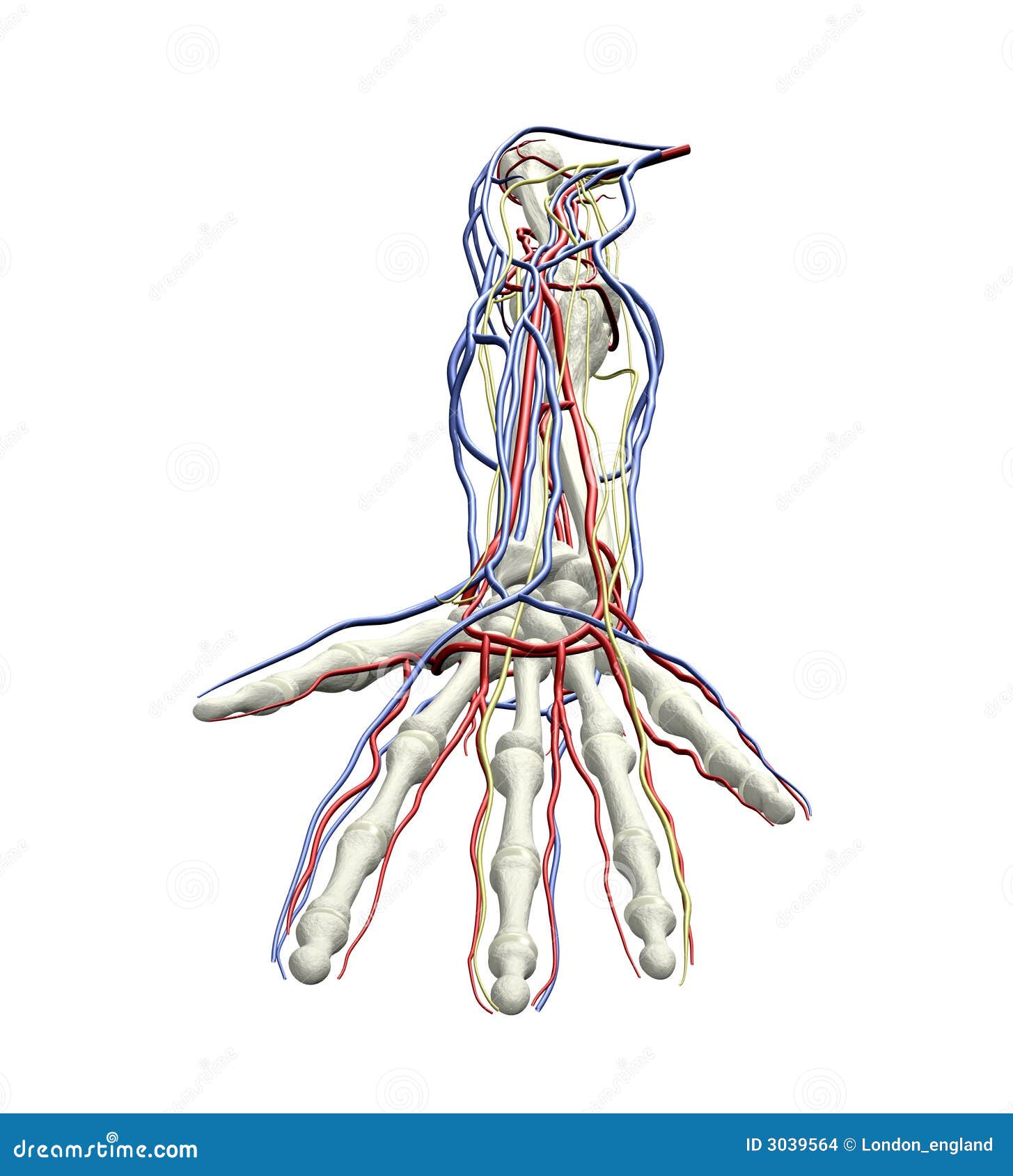 arm arteries veins nerves
