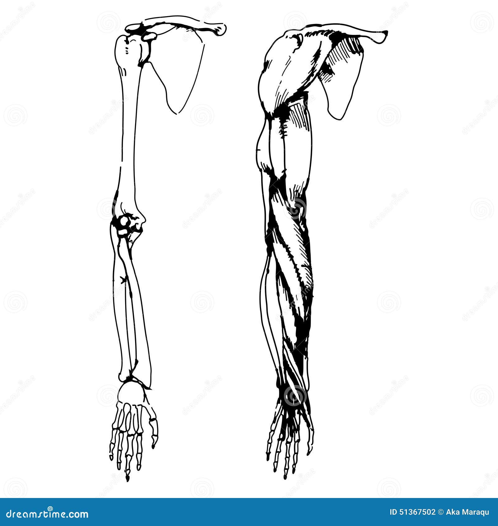 Arm bones and muscle stock vector. Illustration of black 51367502