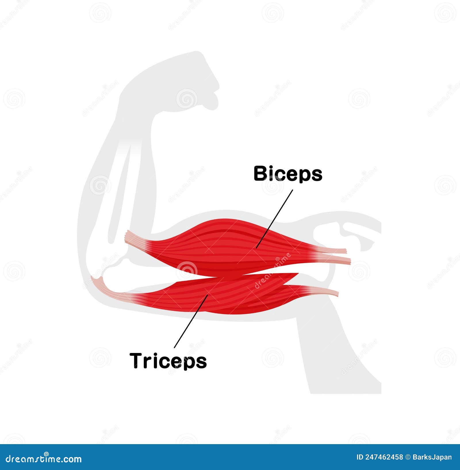 Arm Muscle Anatomical Illustration Biceps and Triceps Stock Vector