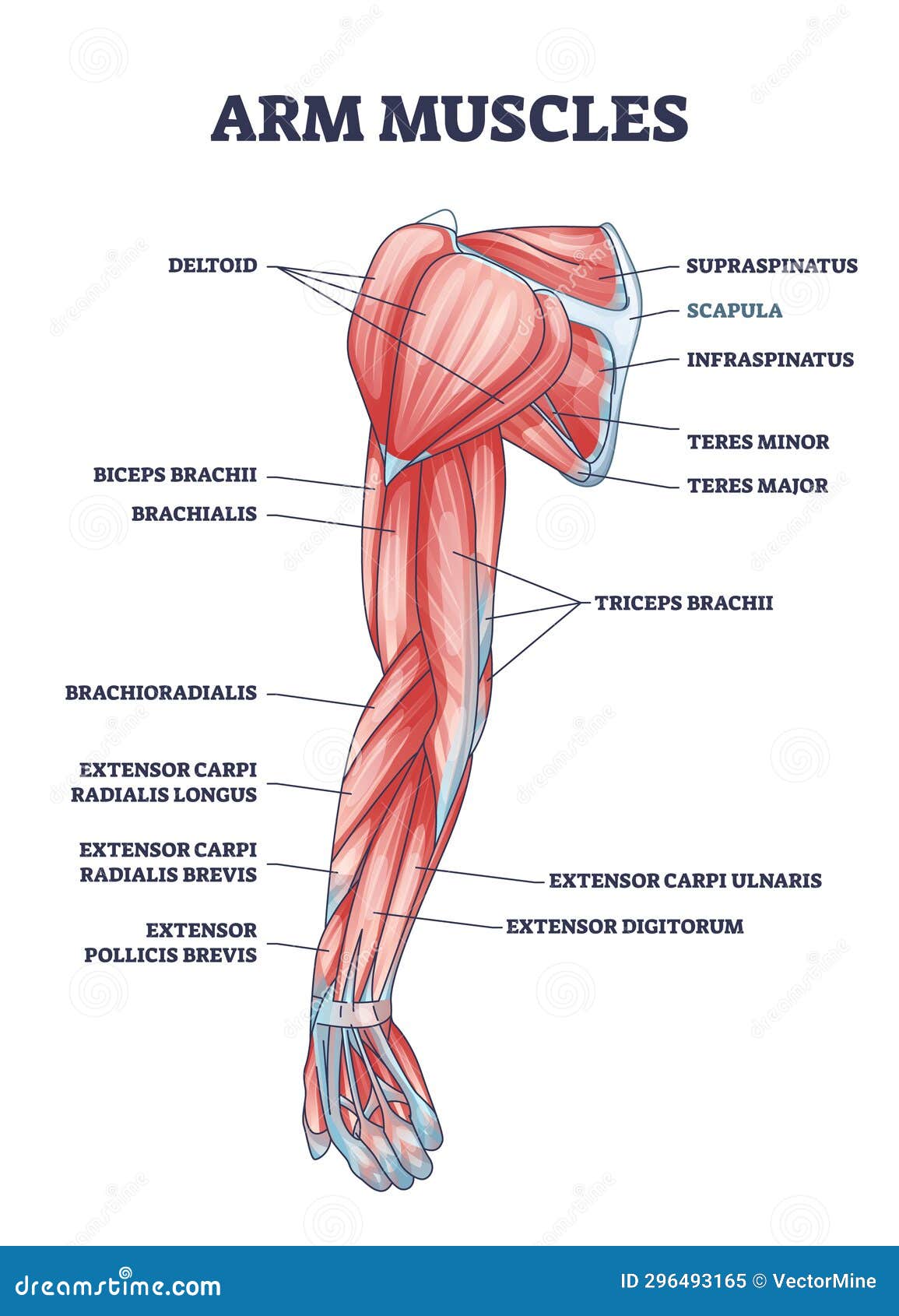 arm muscles medical description with labeled latin titles outline diagram