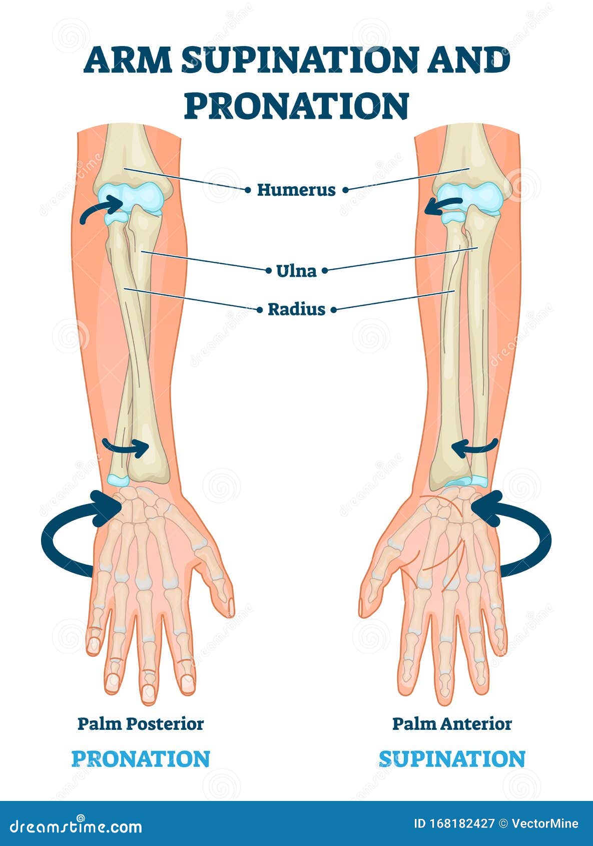 Arm Supination And Pronation Vector Illustration Labeled