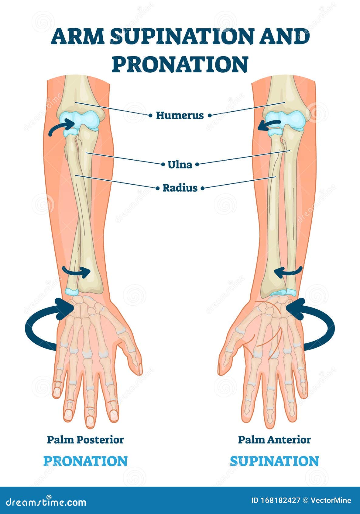 supinator and pronator muscles