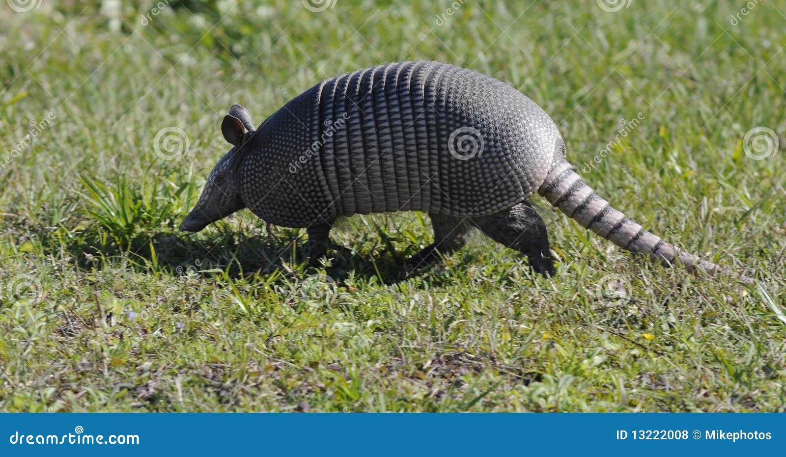 Armadillo stock photo. Image of wild, large, grey, walk 13222008