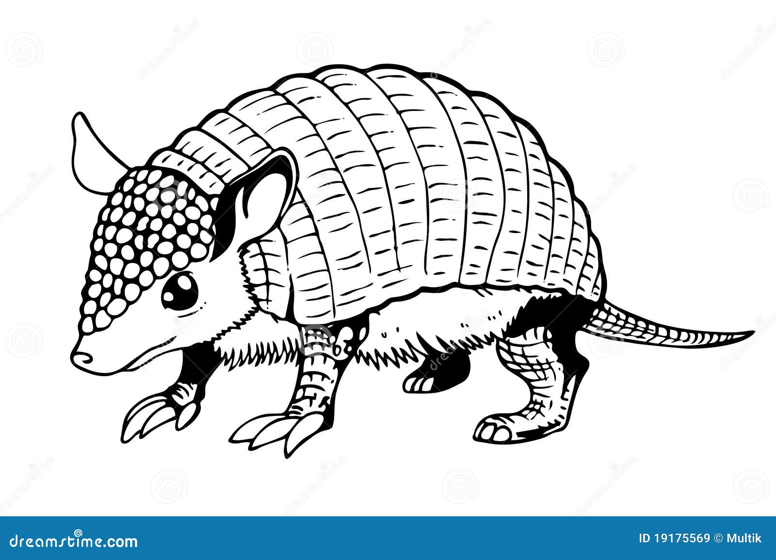 picture of an armadillo picture of an armadillo