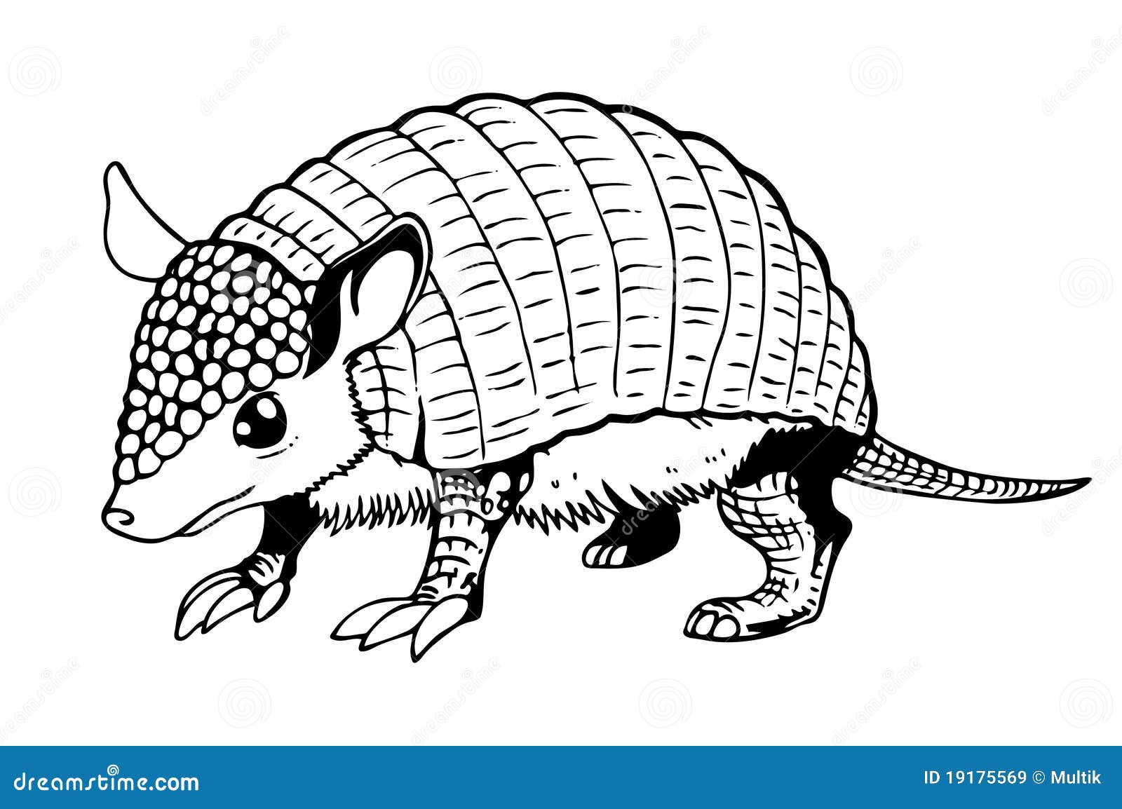 armadillo