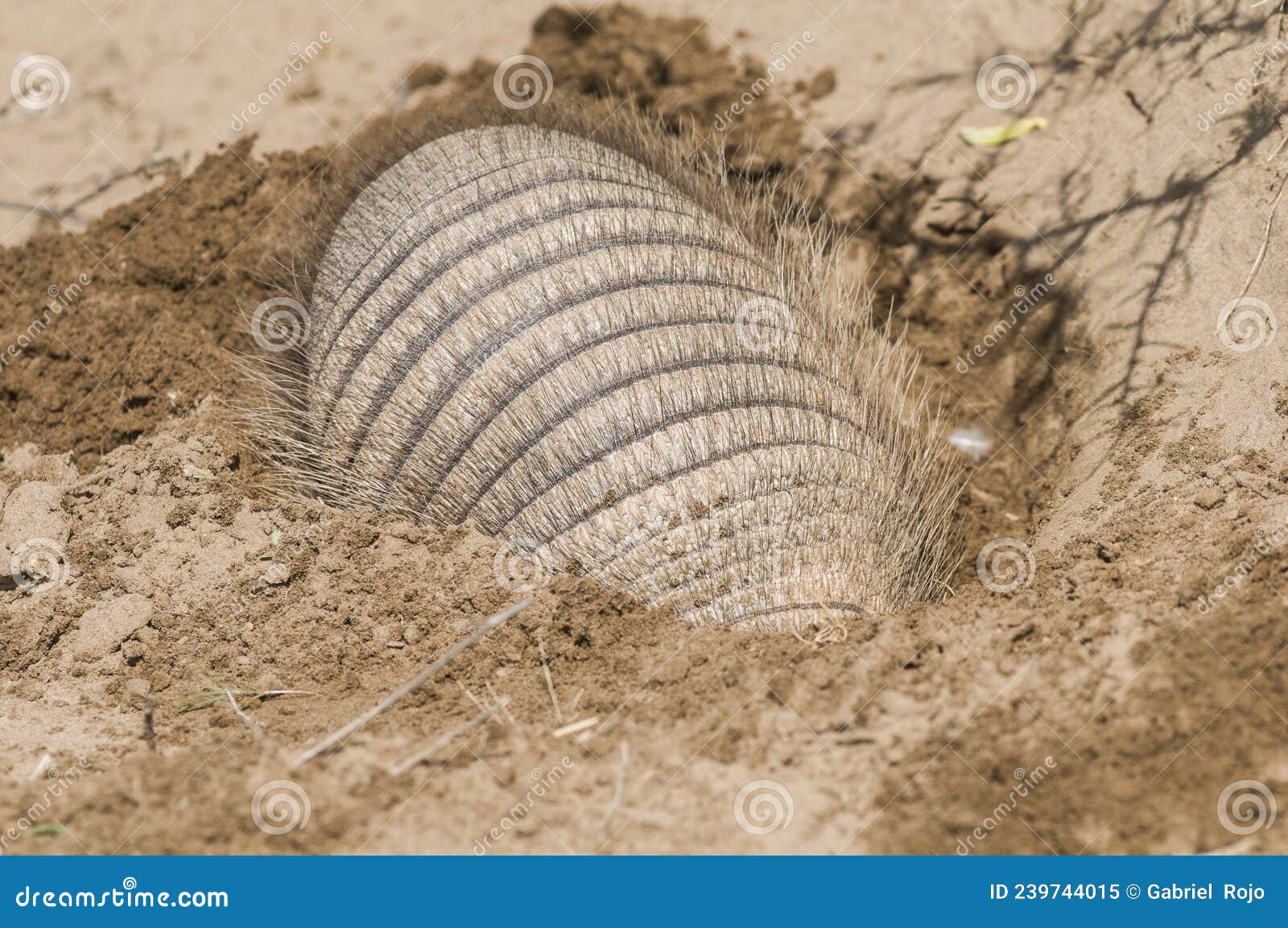 armadillo digging his burrow, la pampa , patagonia,