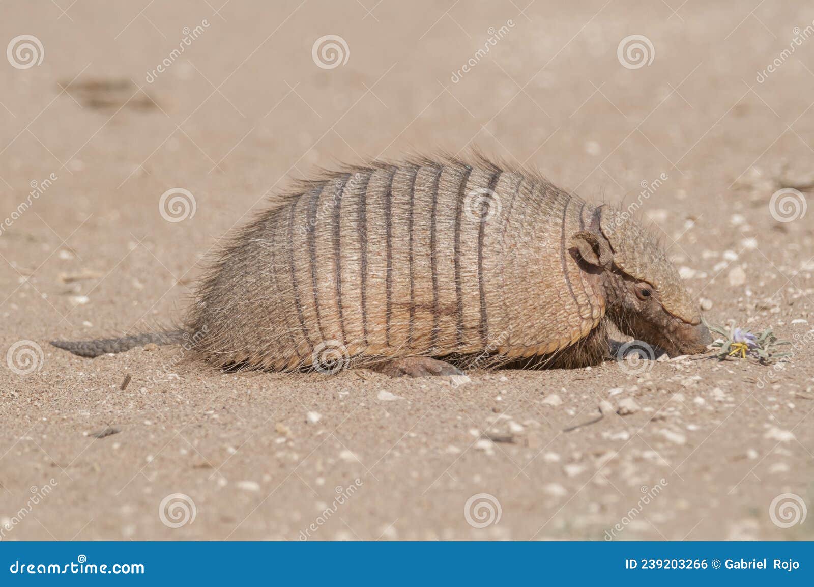 Armadillo Digging His Burrow, Stock Photo - Image of animal, patagonia:  239203266