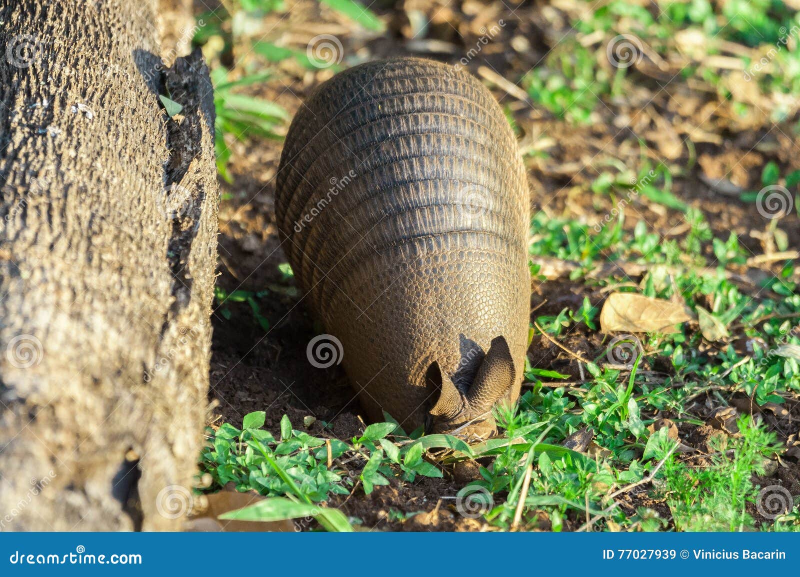 https://thumbs.dreamstime.com/z/armadillo-digging-hole-looking-food-armadillo-side-has-fallen-tree-trunk-some-green-plants-ground-77027939.jpg