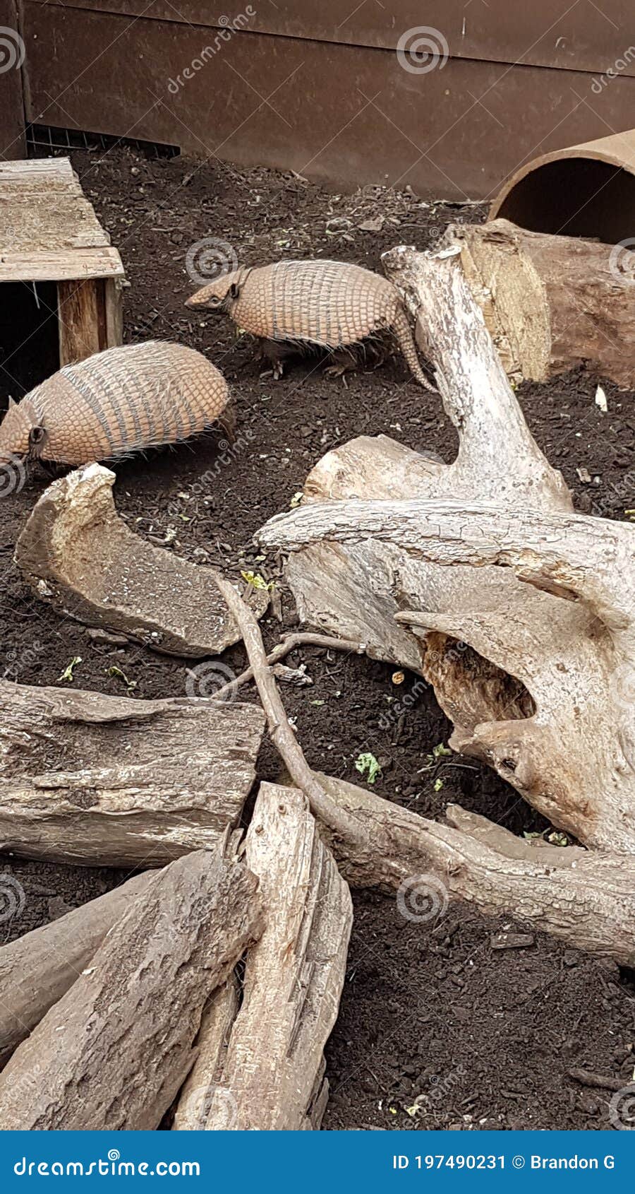 Armadillo Enclosure at Newquay Zoo Stock Image Image of cute, enclosure 197490231