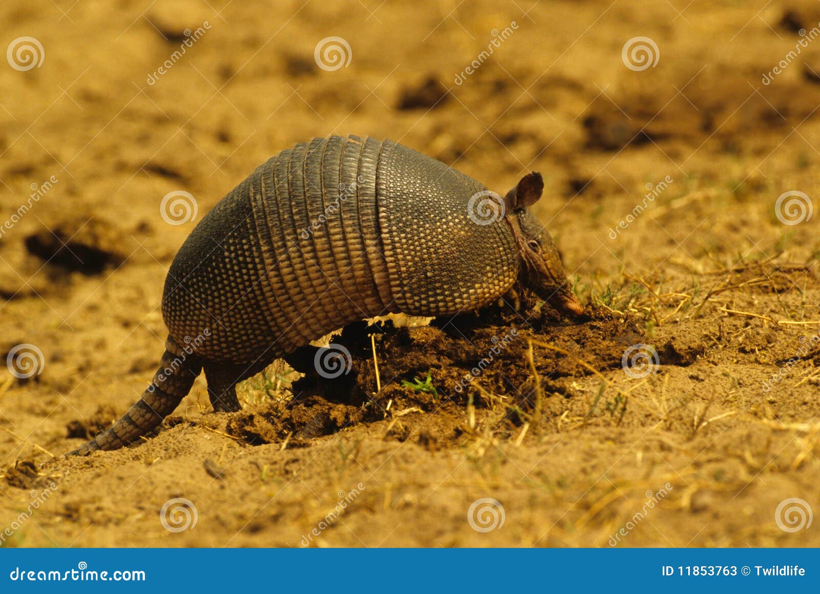 Armadillo Feeding stock image. Image of nose, texas, scales 11853763
