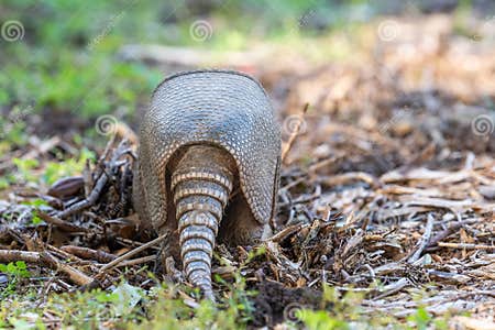 An Armadillo Foraging for Food in the Autumn Garden Stock Photo Biology Diagrams