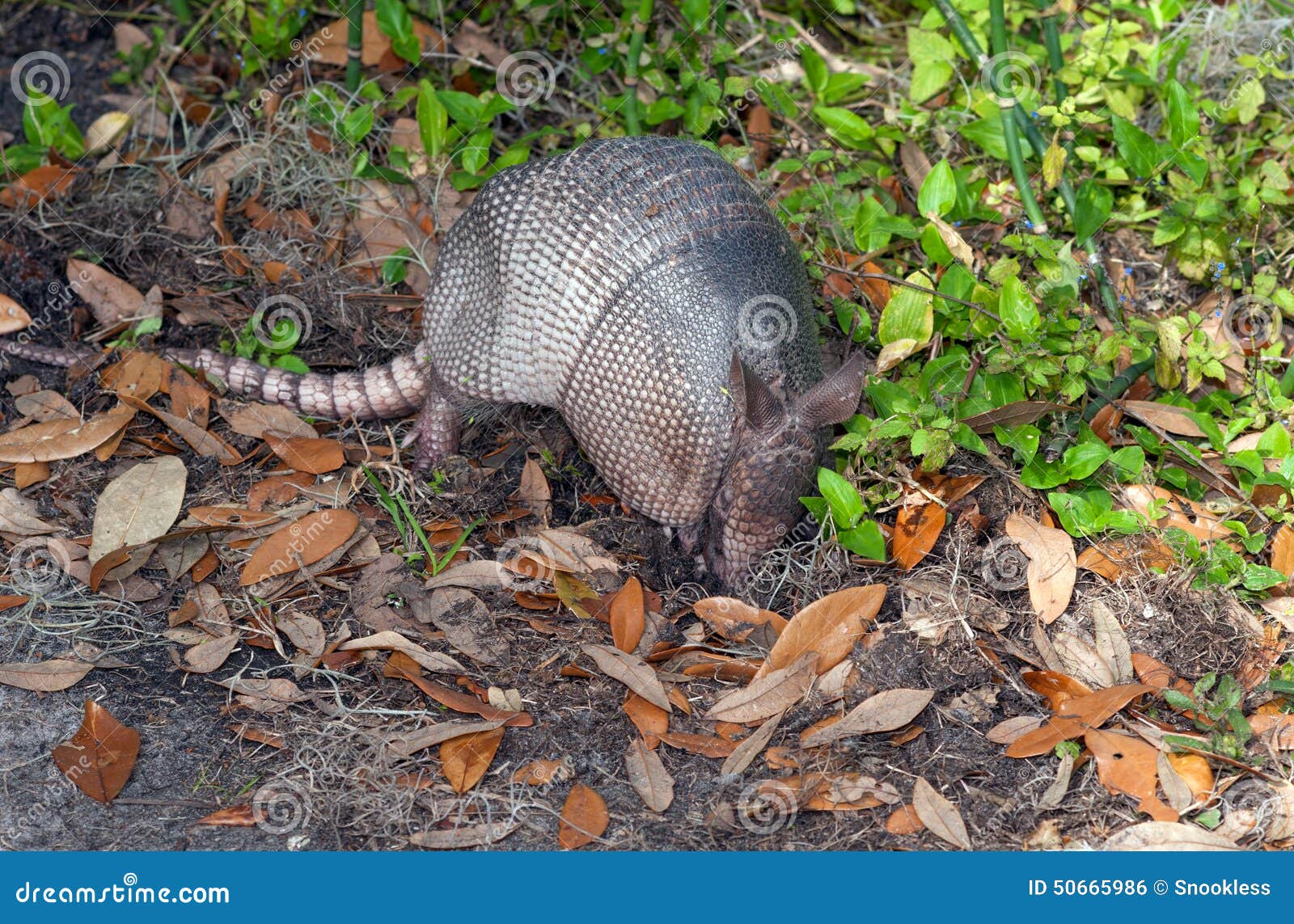 Armadillo stock photo. Image of shell, wildlife, scales Biology Diagrams