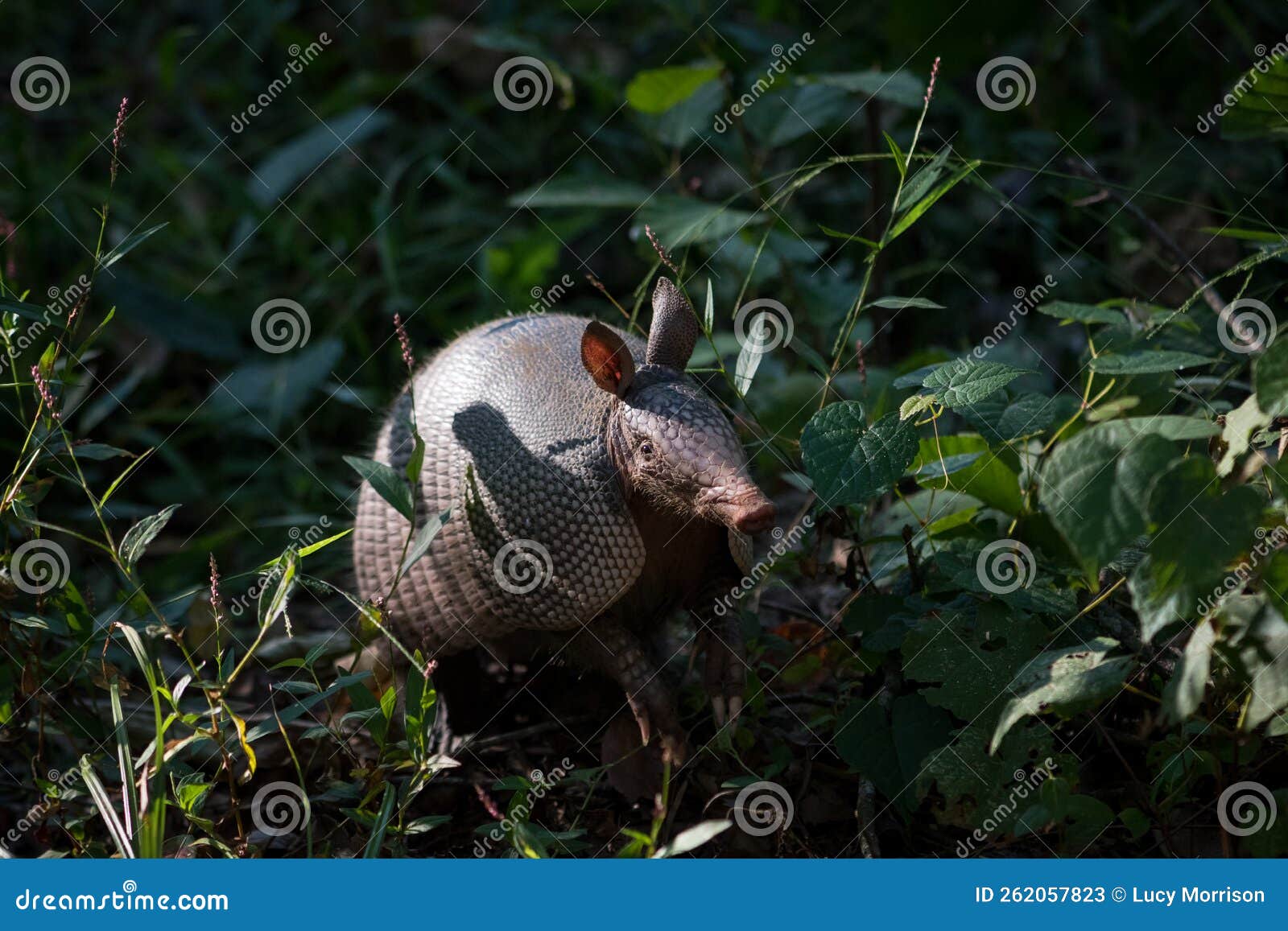 Armadillo Foraging for Food in Forest Stock Image Biology Diagrams
