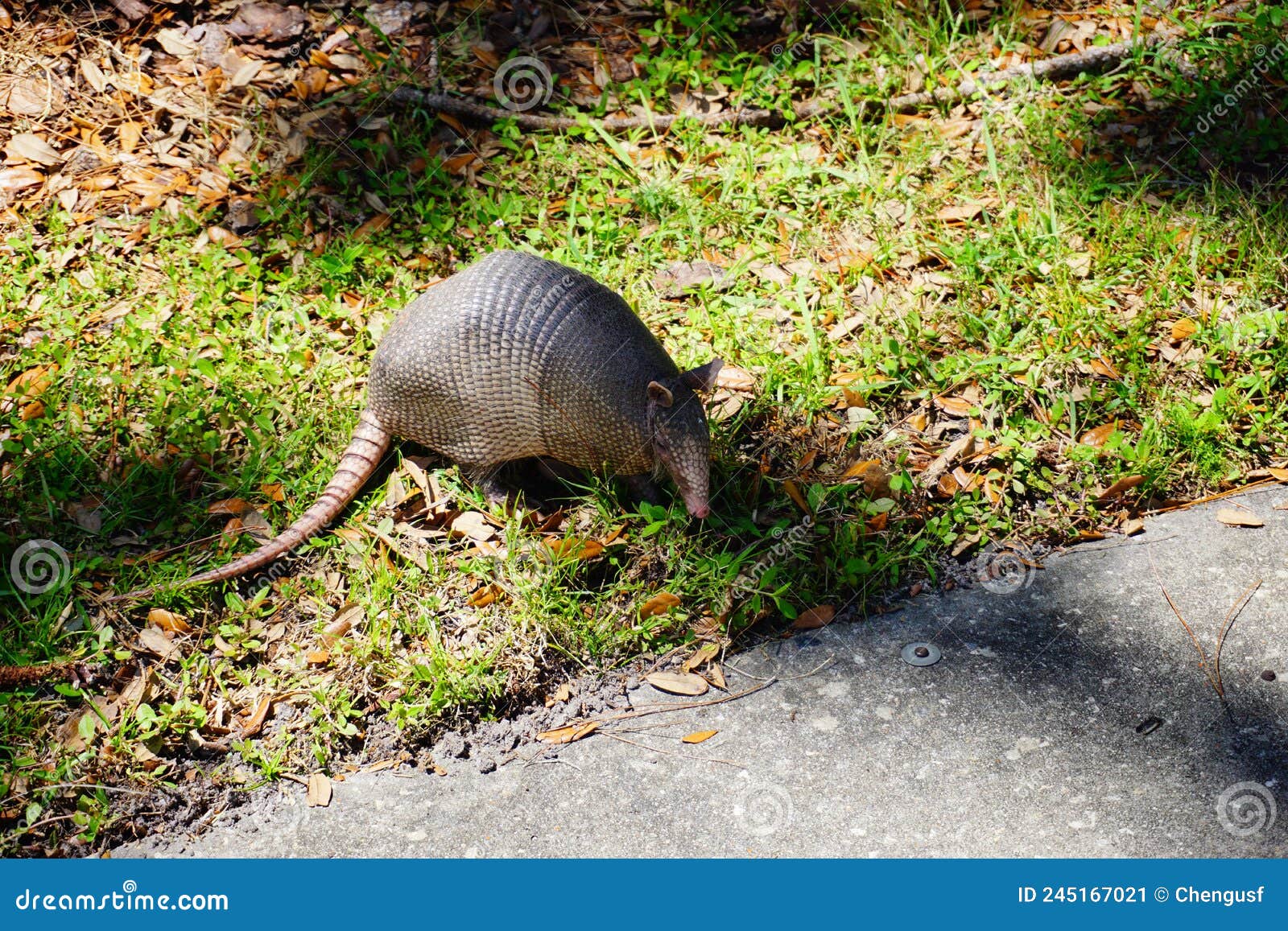 Armadillo is Looking for Food Stock Image Biology Diagrams