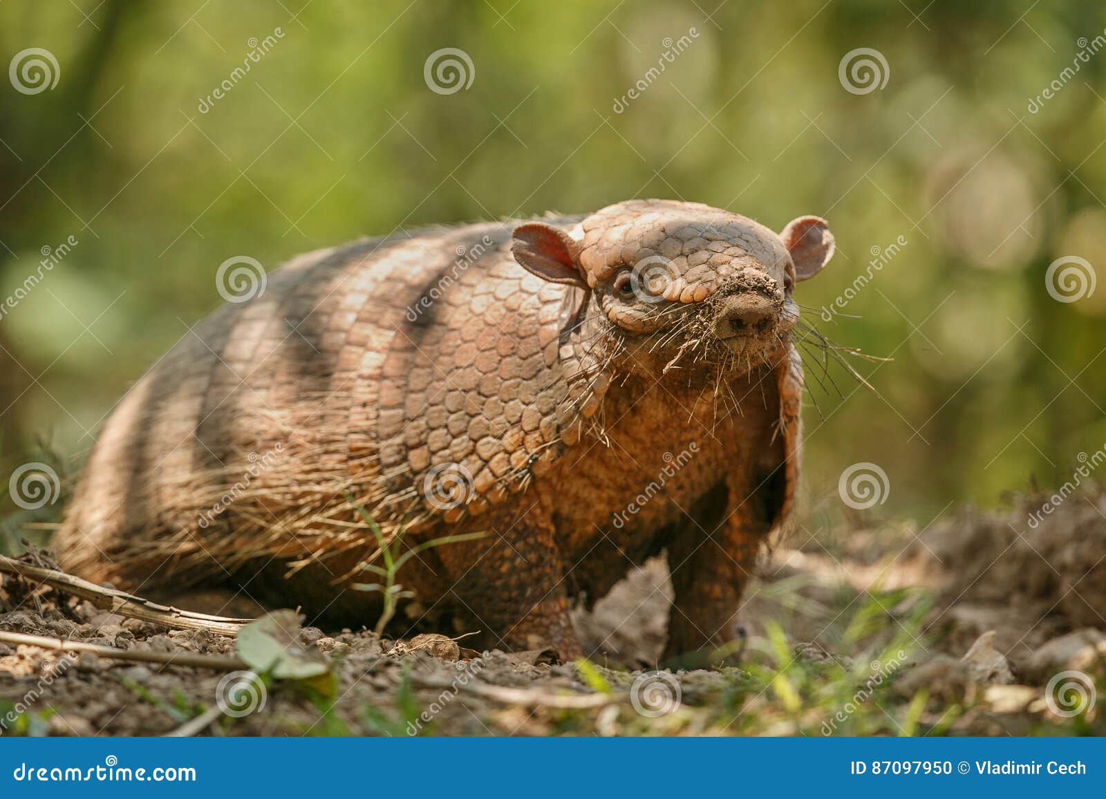 Armadillo in the Nature Habitat of Brazilian Forest Stock Photo