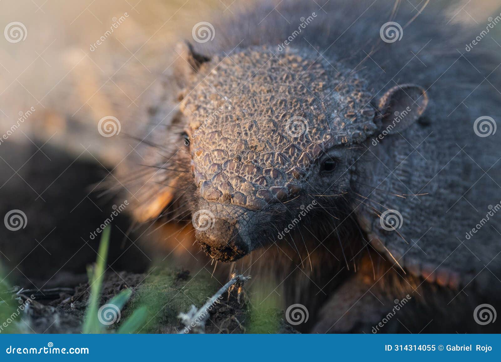 armadillo in pampas countryside environment, la pampa