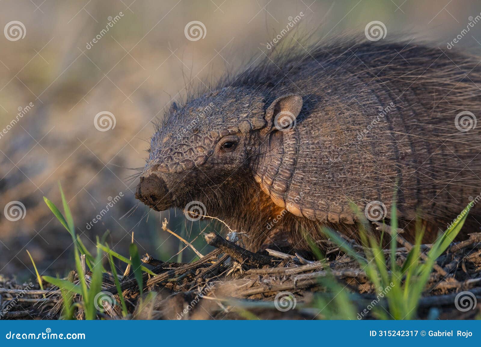 armadillo in pampas countryside environment, la pampa