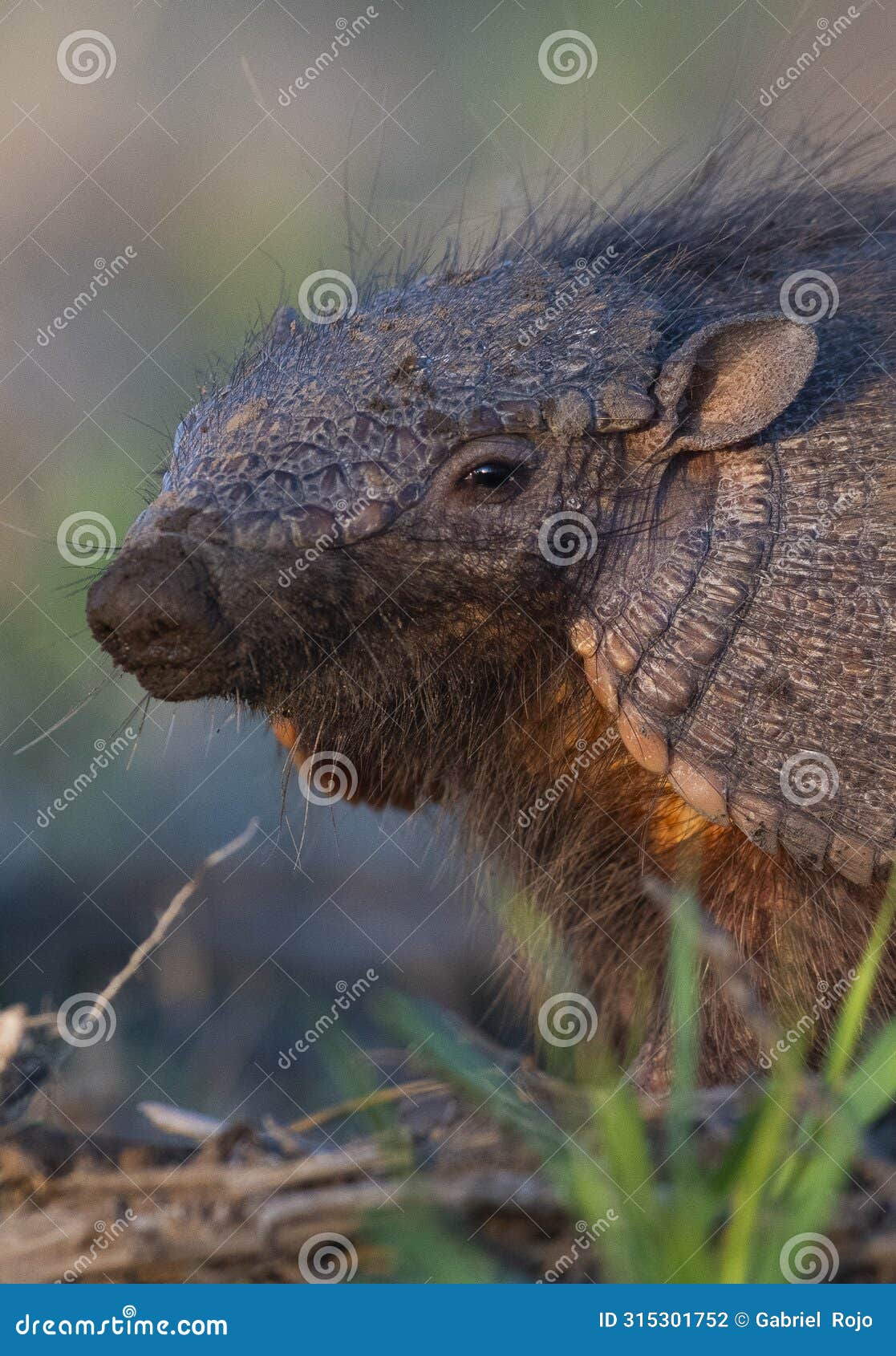 armadillo in pampas countryside environment, la pampa