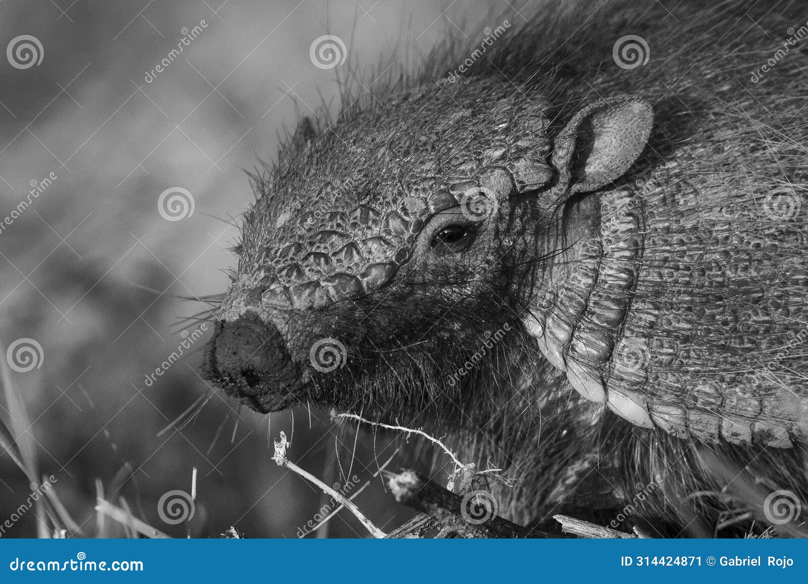 armadillo in pampas countryside environment, la pampa