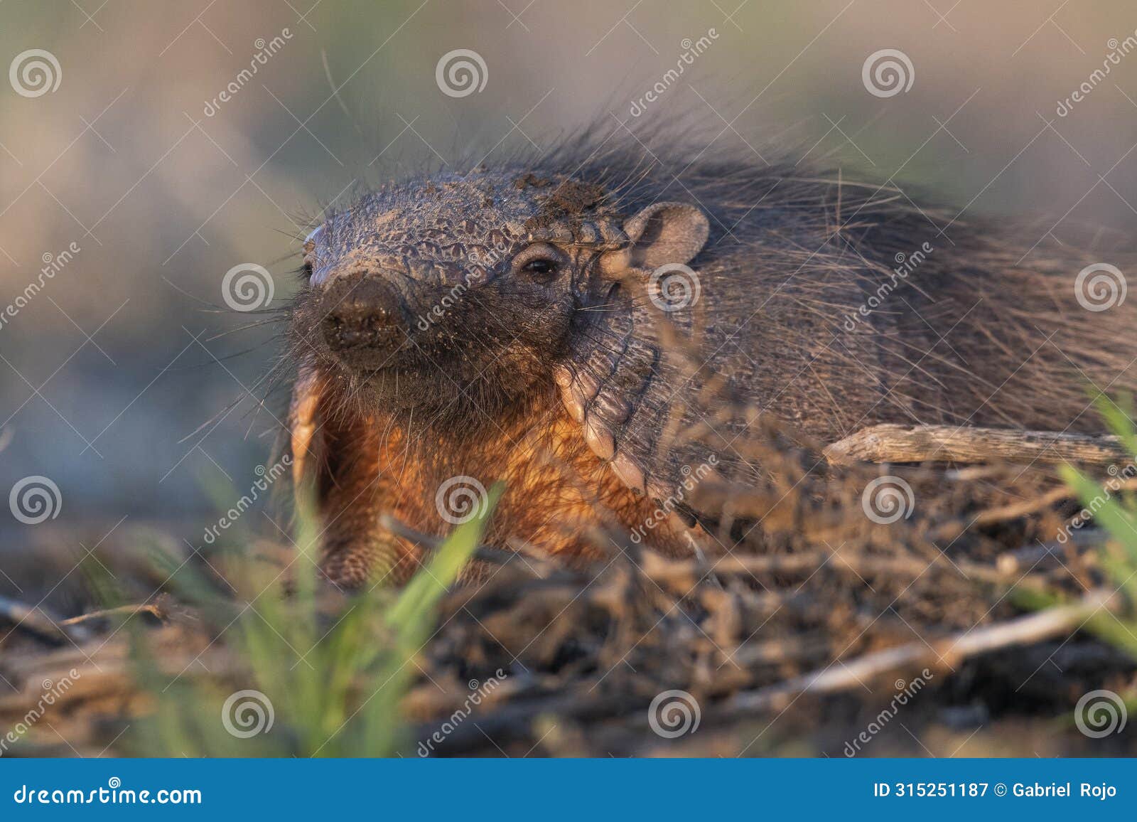 armadillo in pampas countryside environment, la pampa