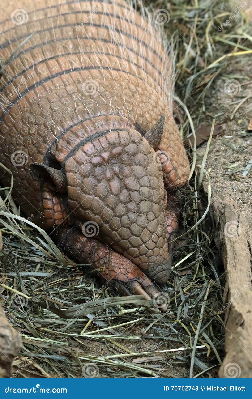 armadillo