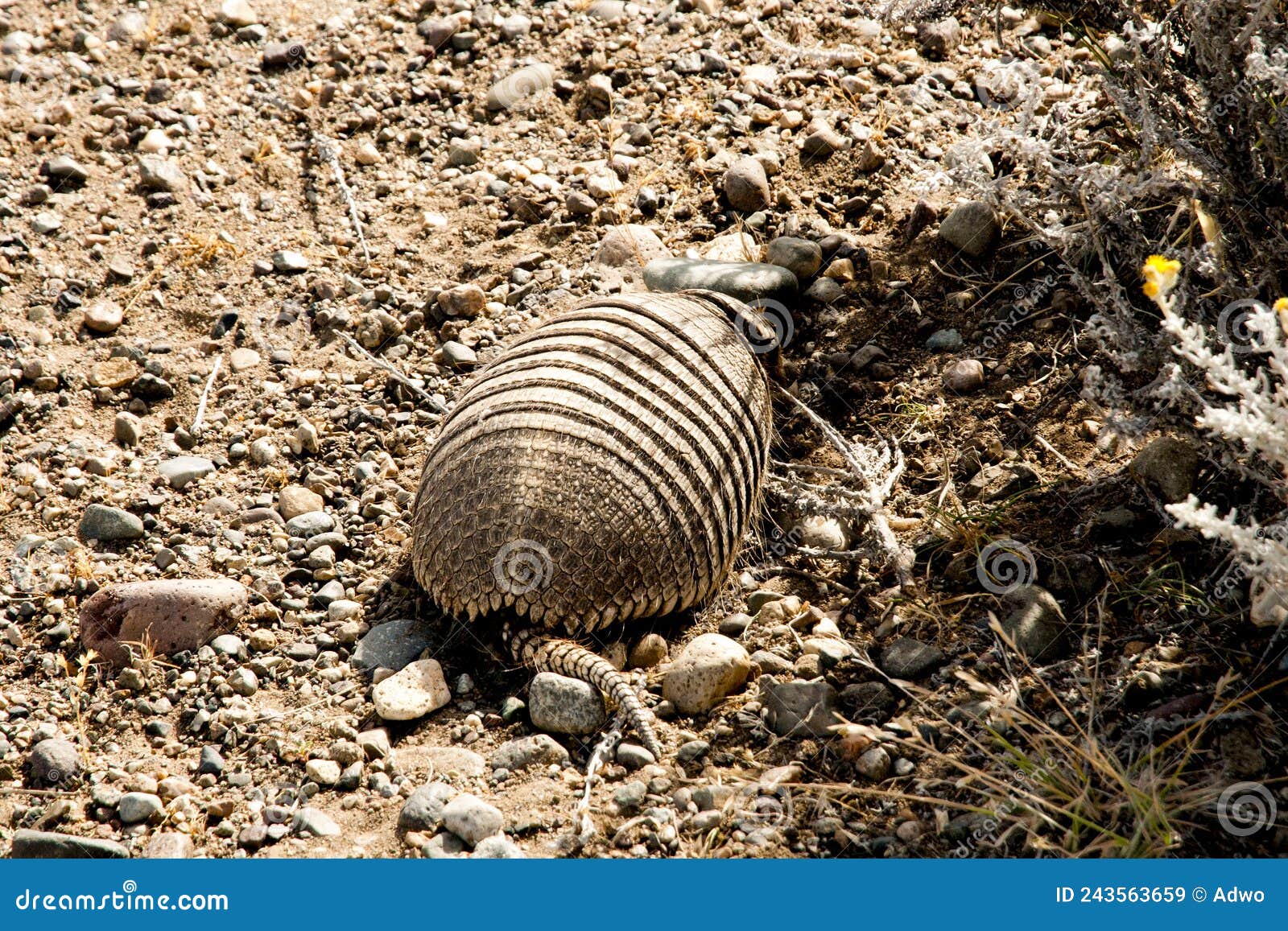 Armadillo stock image. Image of dangerous, armor, park 243563659