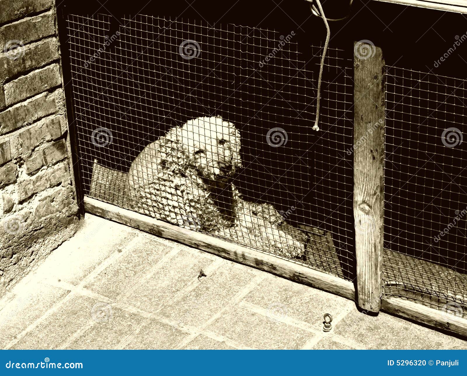 Armer Hund stockfoto. Bild von haustier, mißbrauch, mißhandlung 5296320