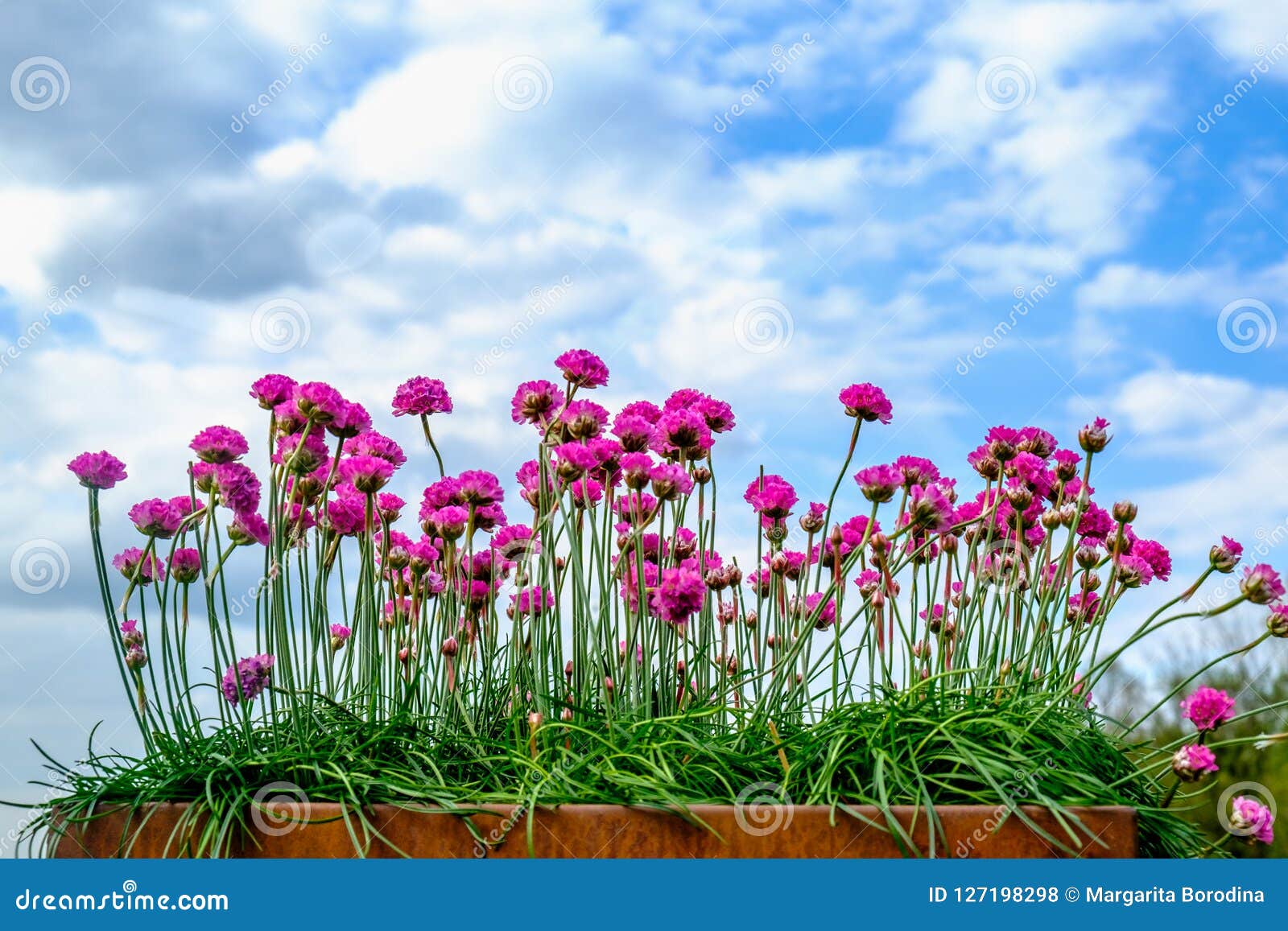 armeria maritima flowers. template for greeting cards