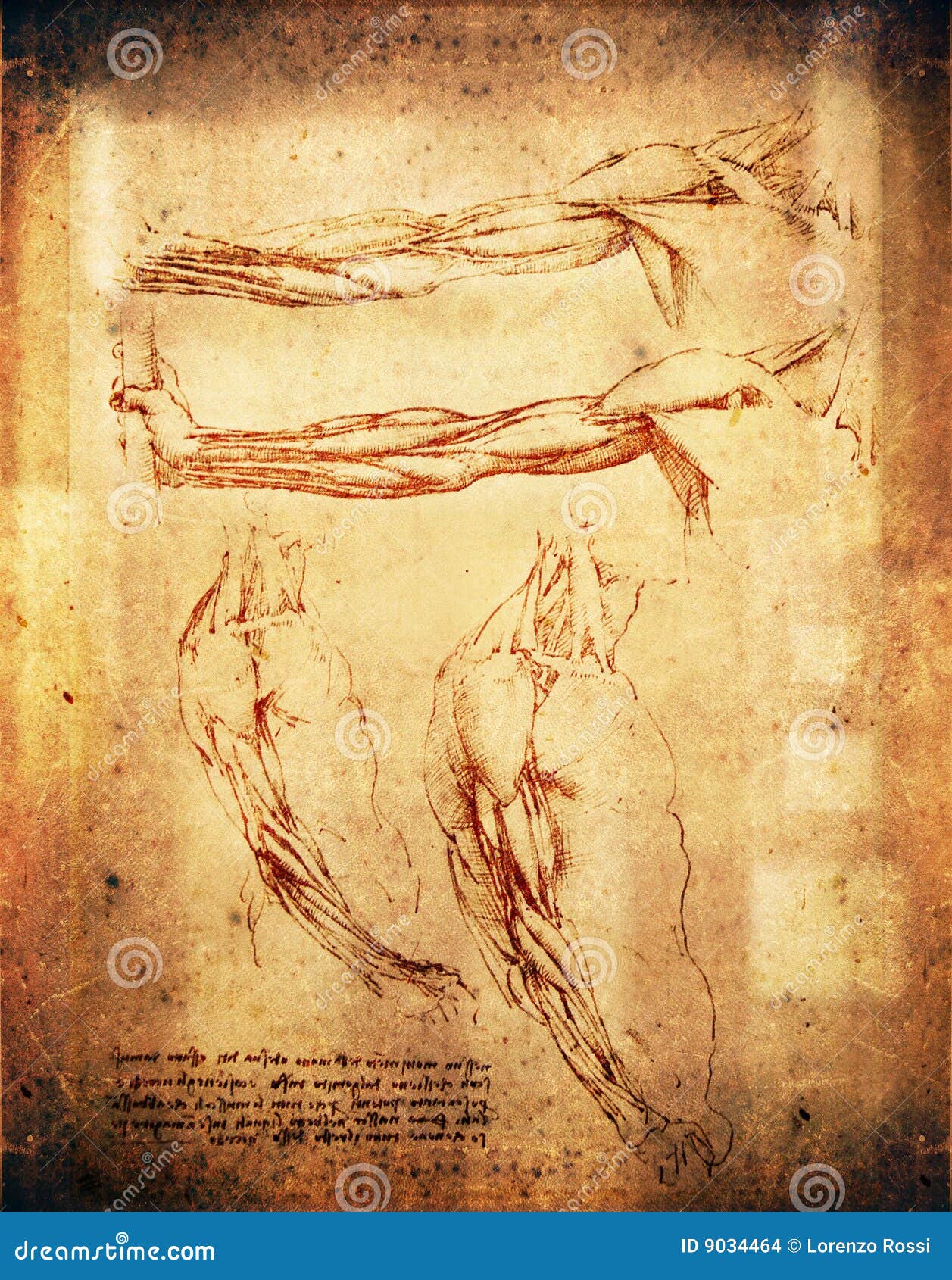 Learn About The Wonders Of The Human Body From The Man Himself In Leonardo  Da Vinci: