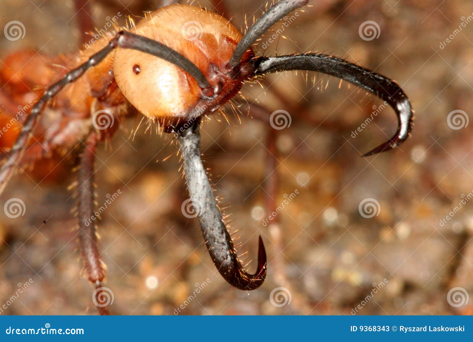 Army Ant Stock Photos Image 9368343