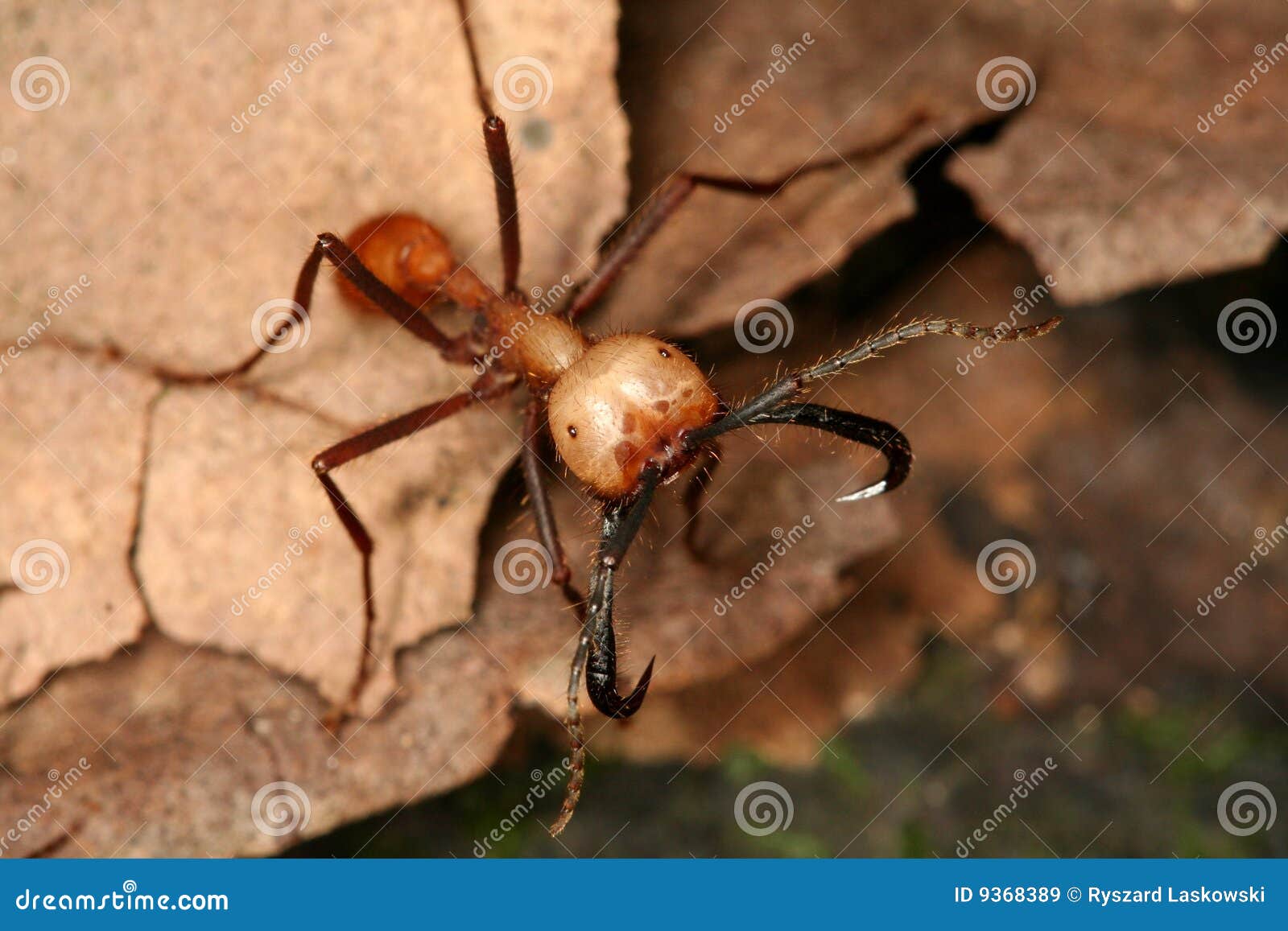 army ant