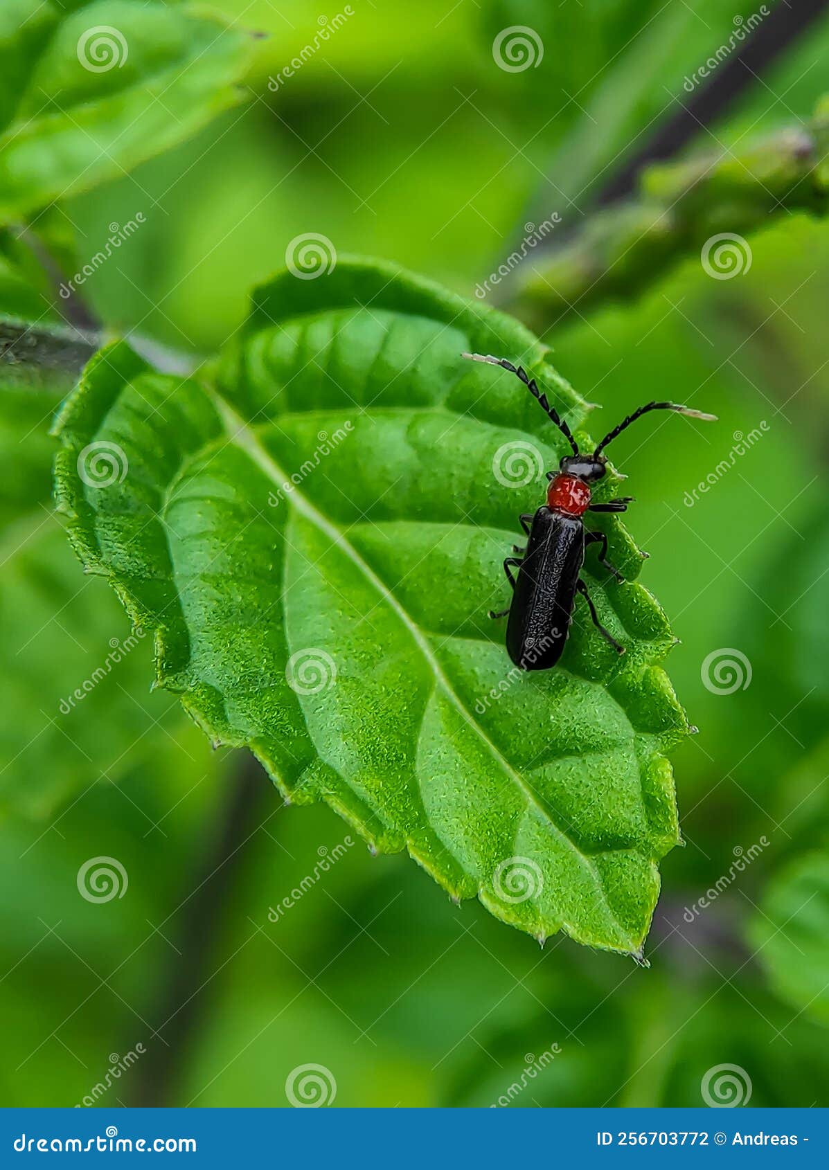 army beetles: leather-winged beetles, cantharis rufa, atheta coriaria, podabrus sp, chauliognathus sp.