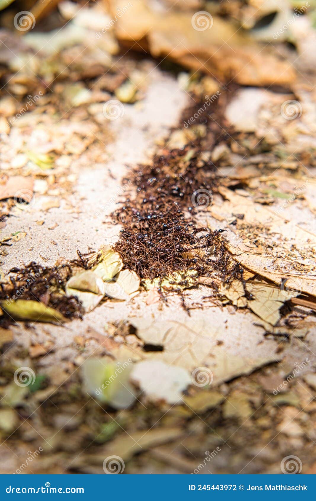 Army of Driver Ants between Leaves and Sand Stock Photo Image of