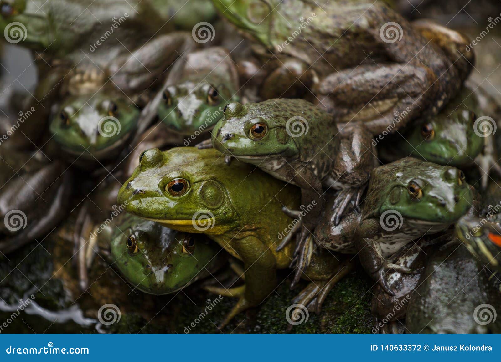 Military Frogs
