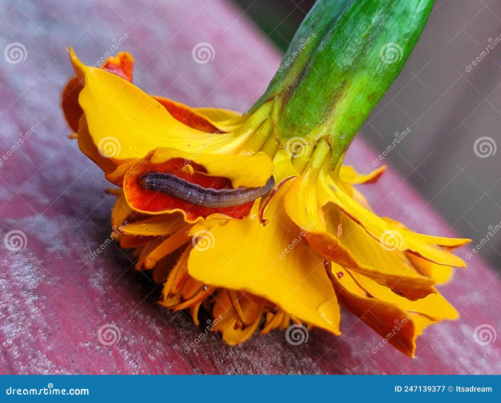 Army Worm on a Marigold Flower Stock Image Image of yellow, flower
