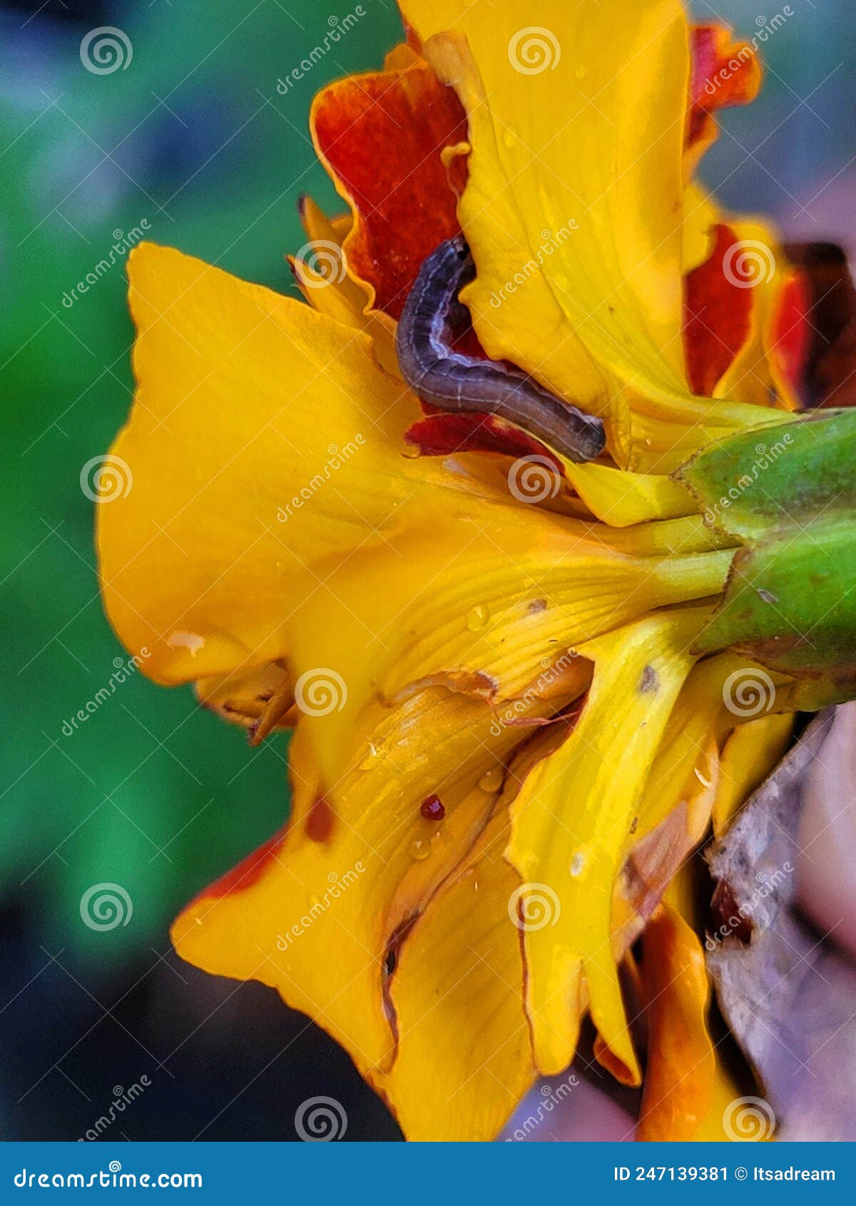 Army Worm on a Marigold Flower Stock Image Image of yellow, peral