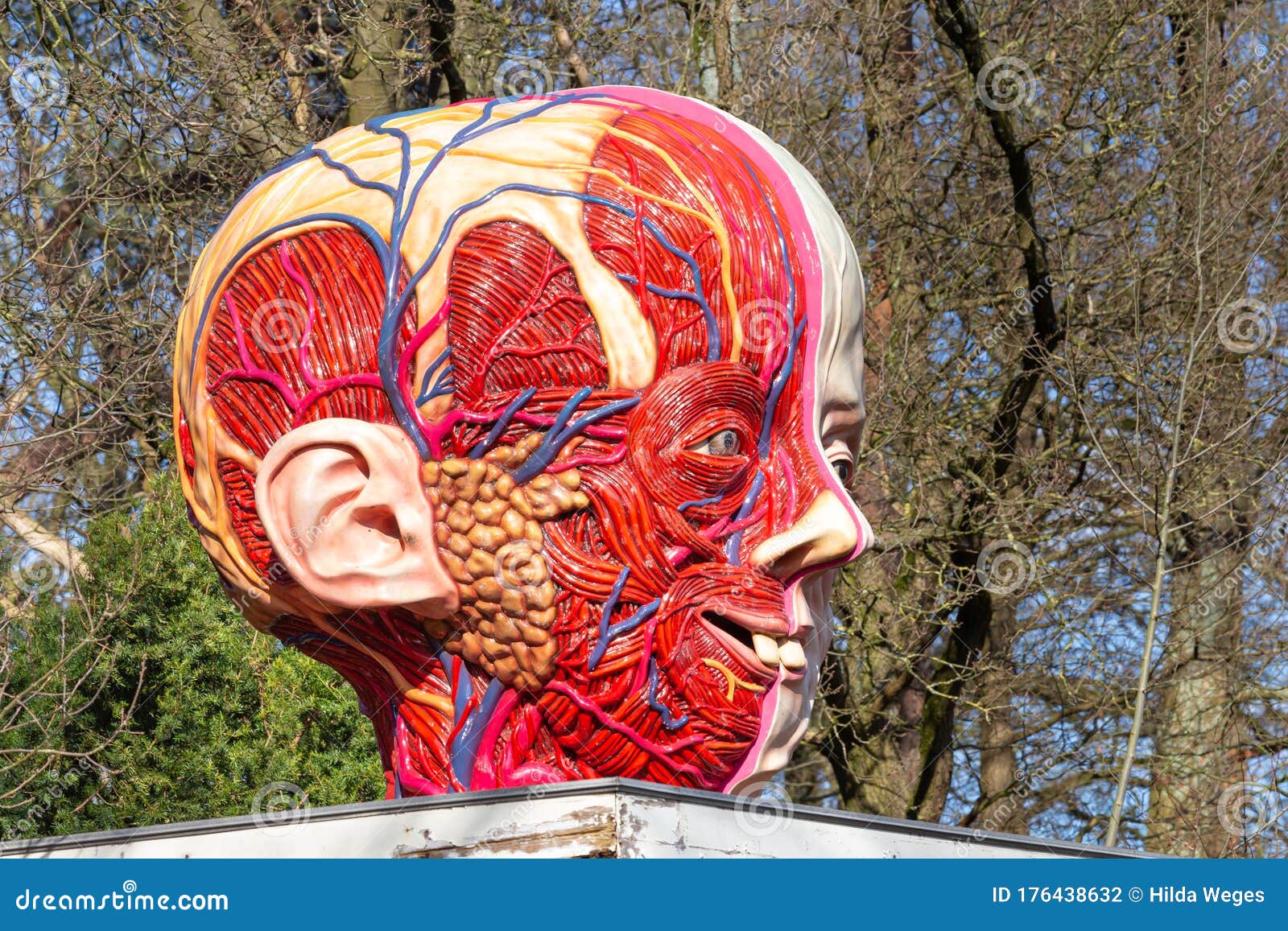 Artwork Anatomy Funny Male Head and Face Editorial Photography - Image of muscles, face: 176438632 Artwork Anatomy Funny Male Head and Face Editorial Photography - Image of muscles, face: 176438632